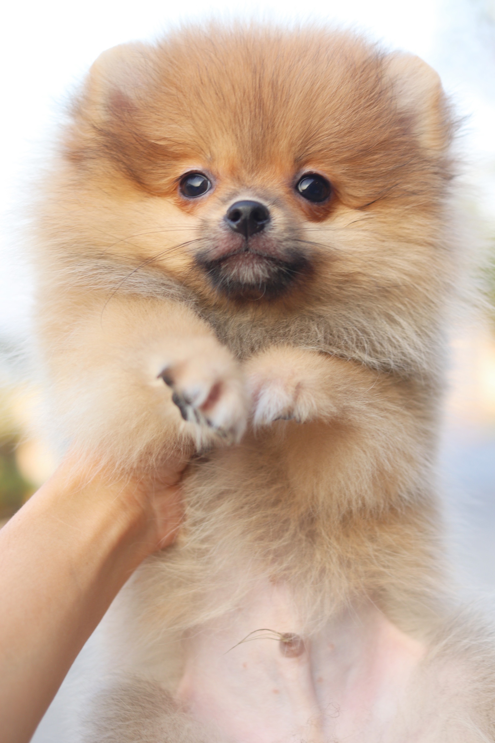 ปอมเมอเรเนียน เพศผู้ สีส้ม