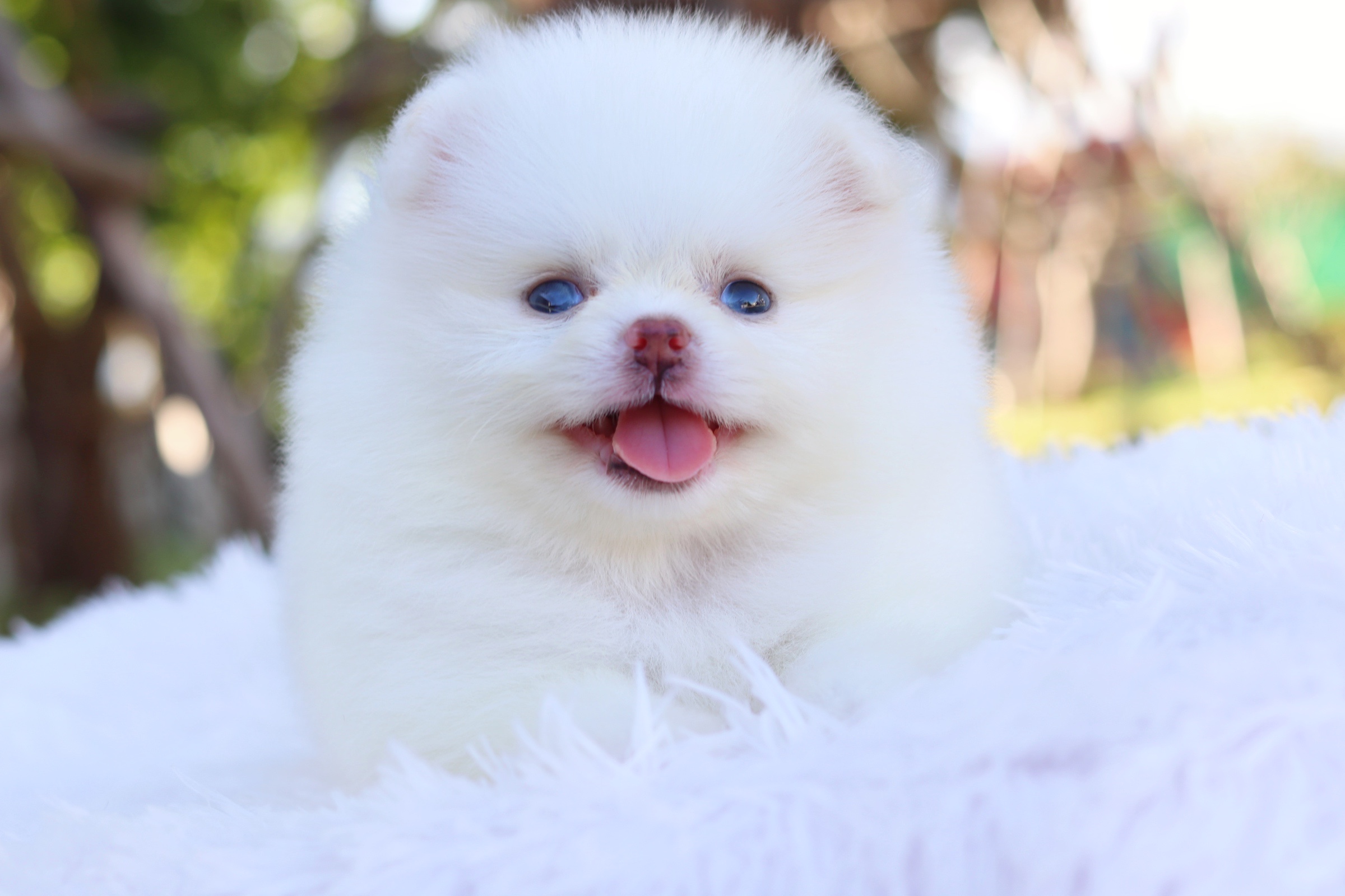 ปอมเมอเรเนียน เพศผู้ สีขาวครีมตาฟ้า