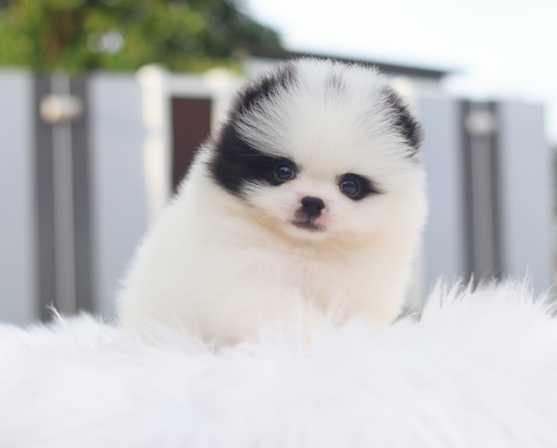 ปอมเมอเรเนียน เพศผู้สีแฟนซี