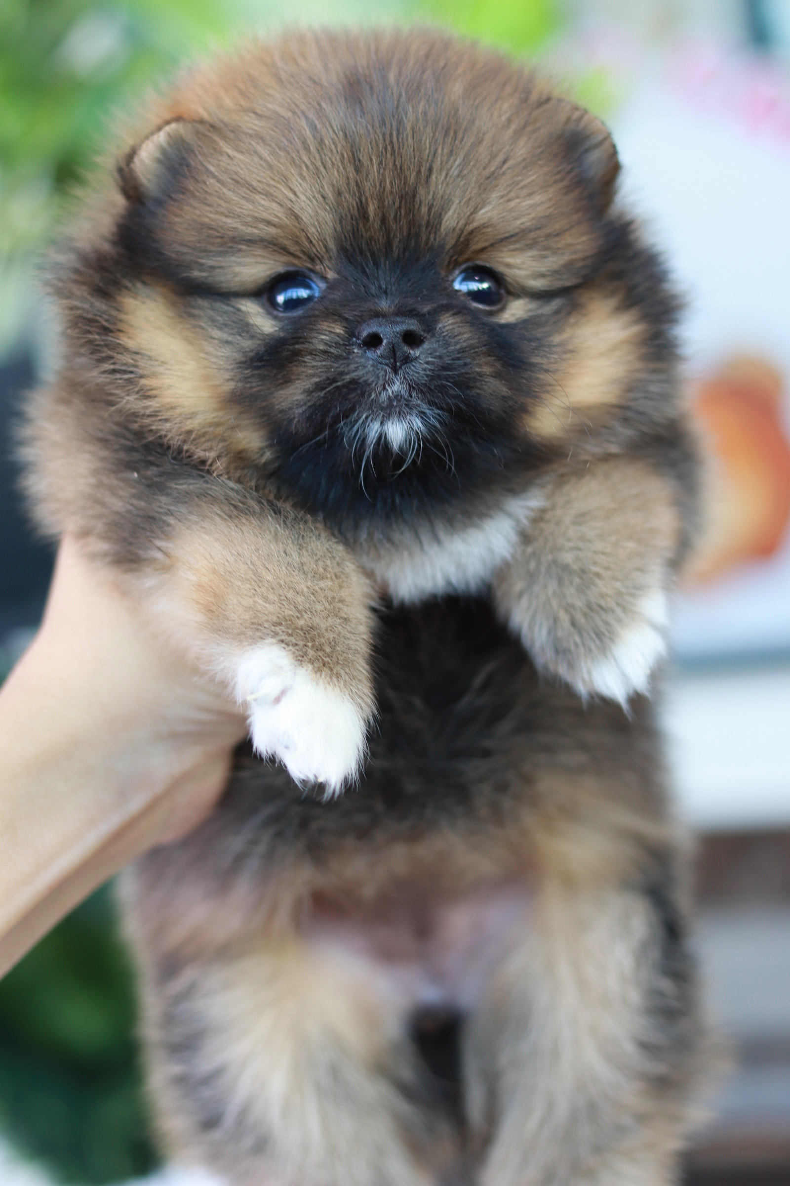 ปอมเมอเรเนียน เพศเมีย ส้มเซเบิ้ลไซส์เล็ก