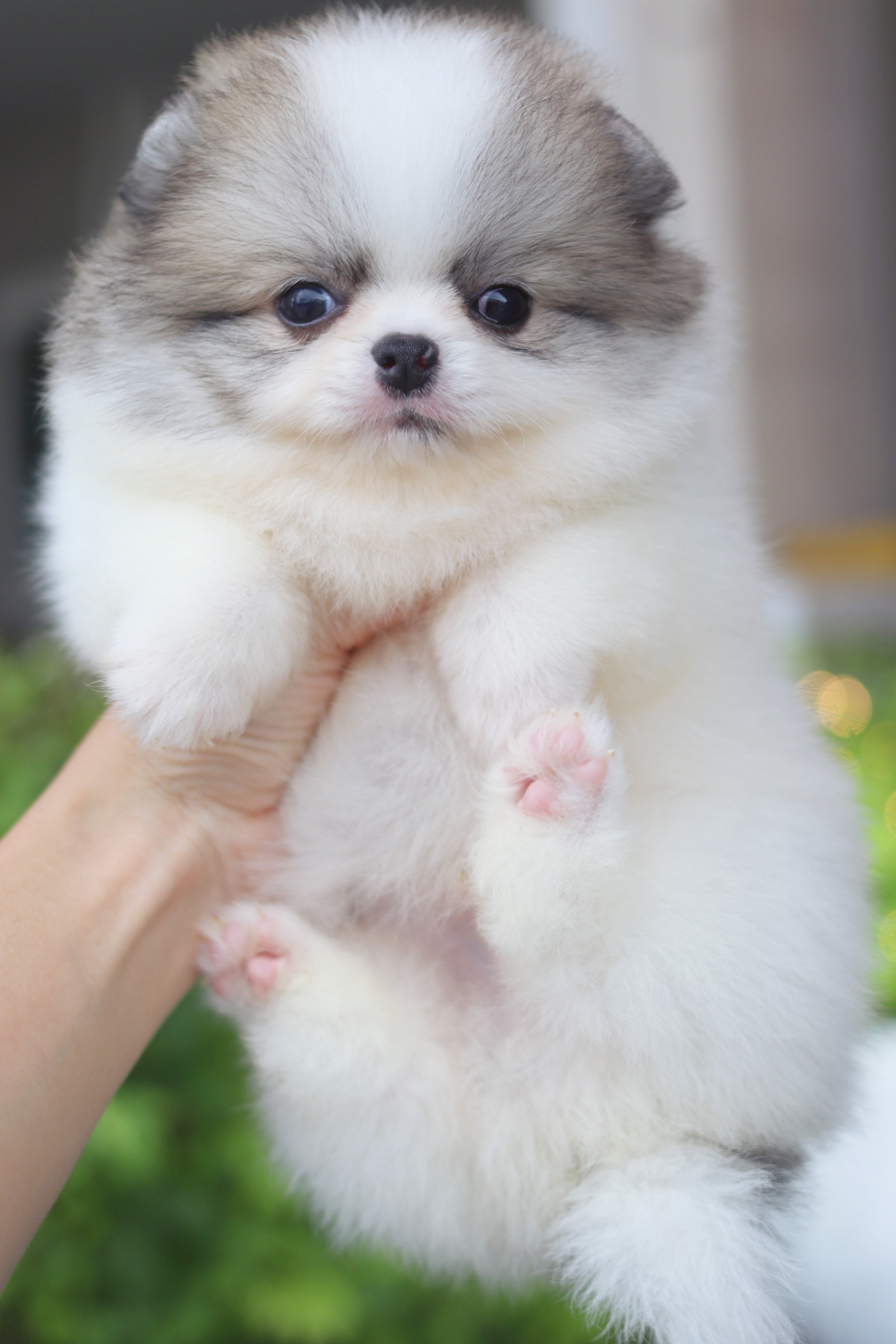 ปอมเมอเรเนียน เพศผู้สีแฟนซี