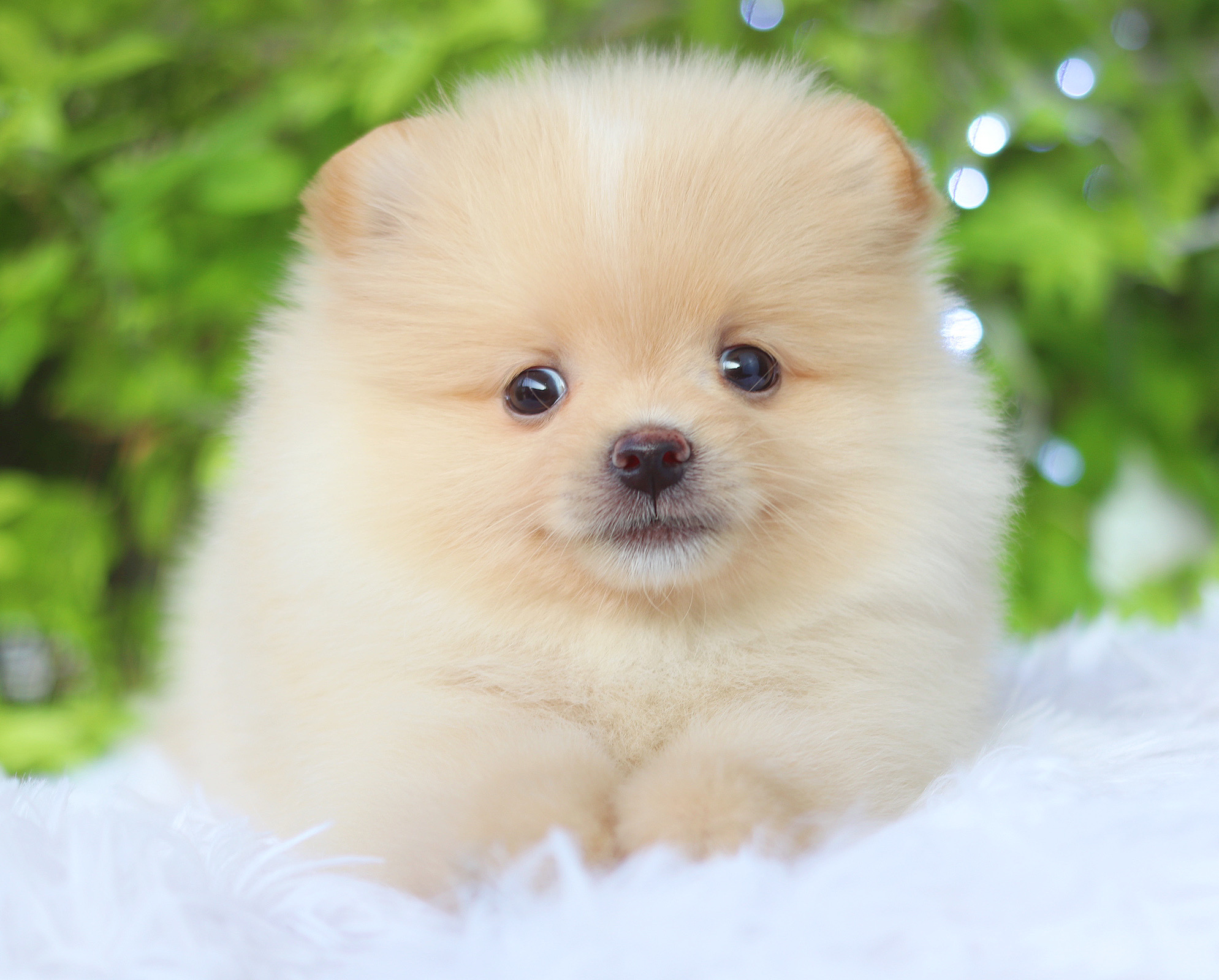 ปอมเมอเรเนียน เพศเมียสีครีม