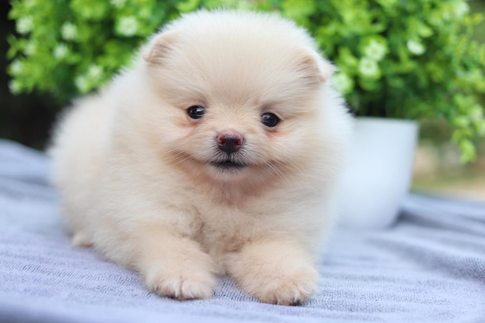 ปอมเมอเรเนียน เพศเมีย