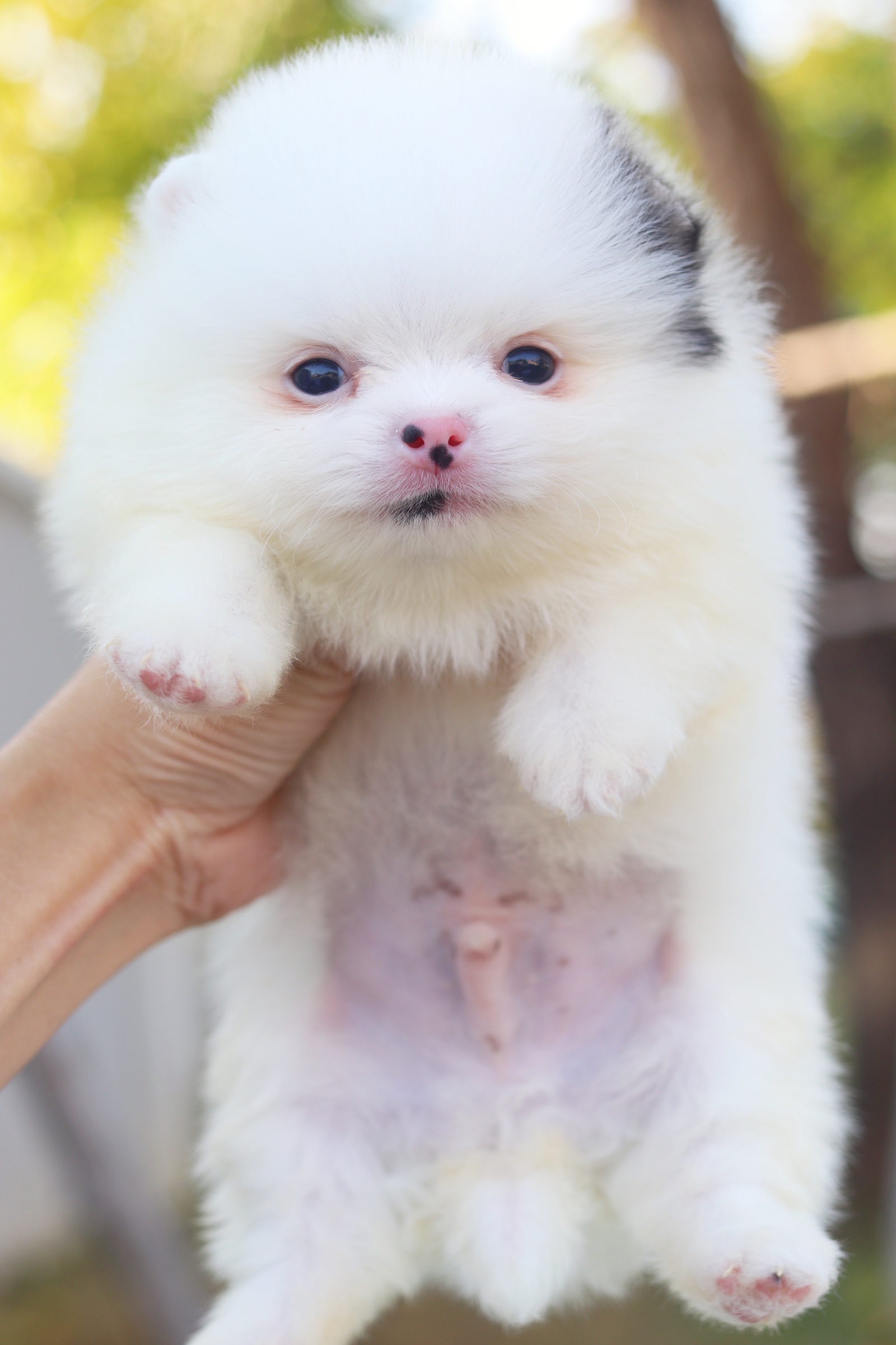 ปอมเมอเรเนียน เพศผู้ แฟนซี