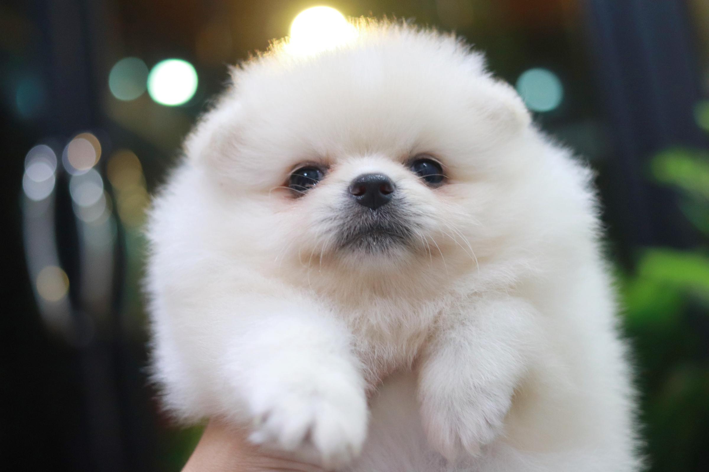 ปอมเมอเรเนียน เพศเมียสีขาวครีม