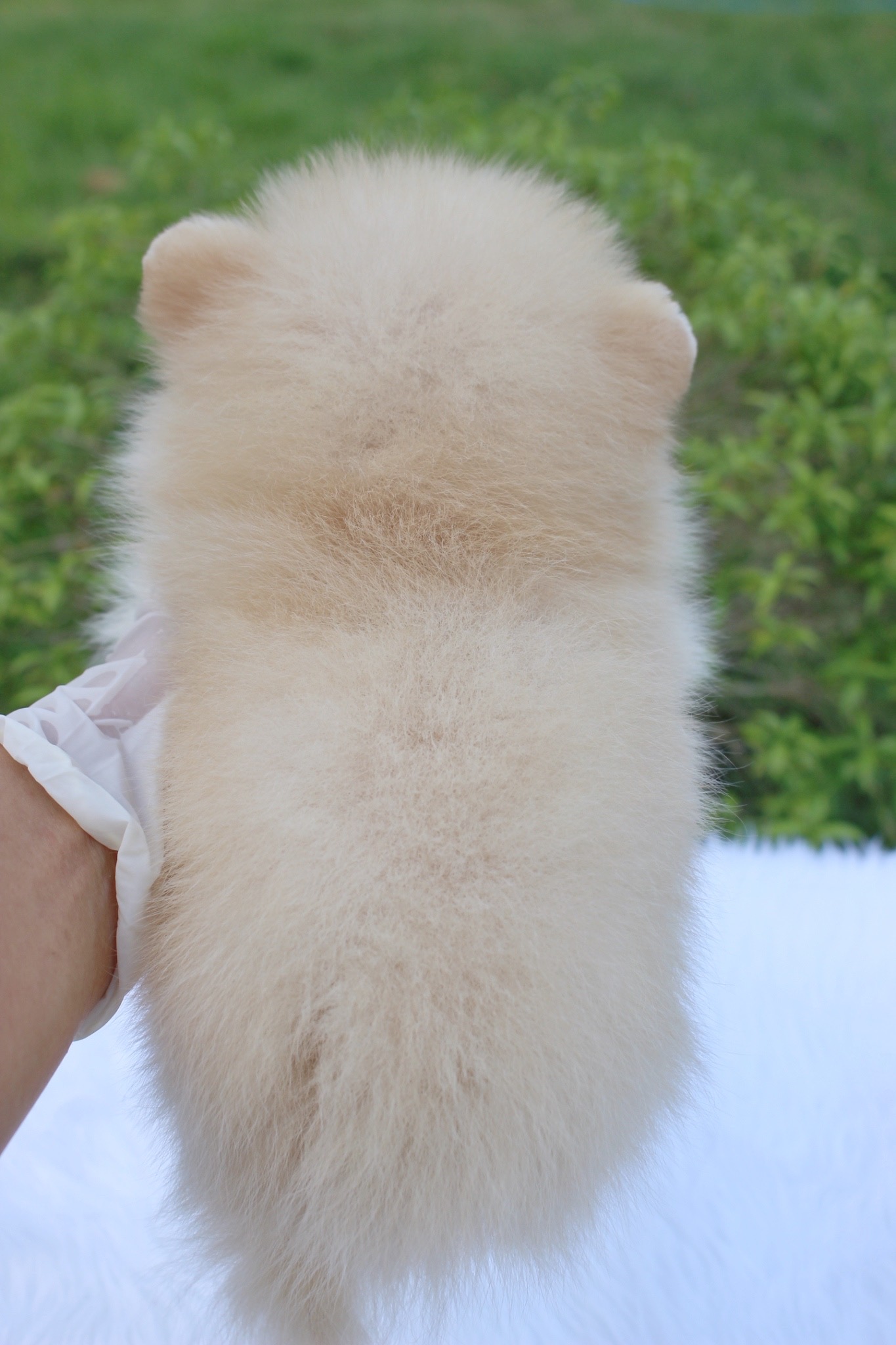 ปอมเมอเรเนียน เพศเมียครีม