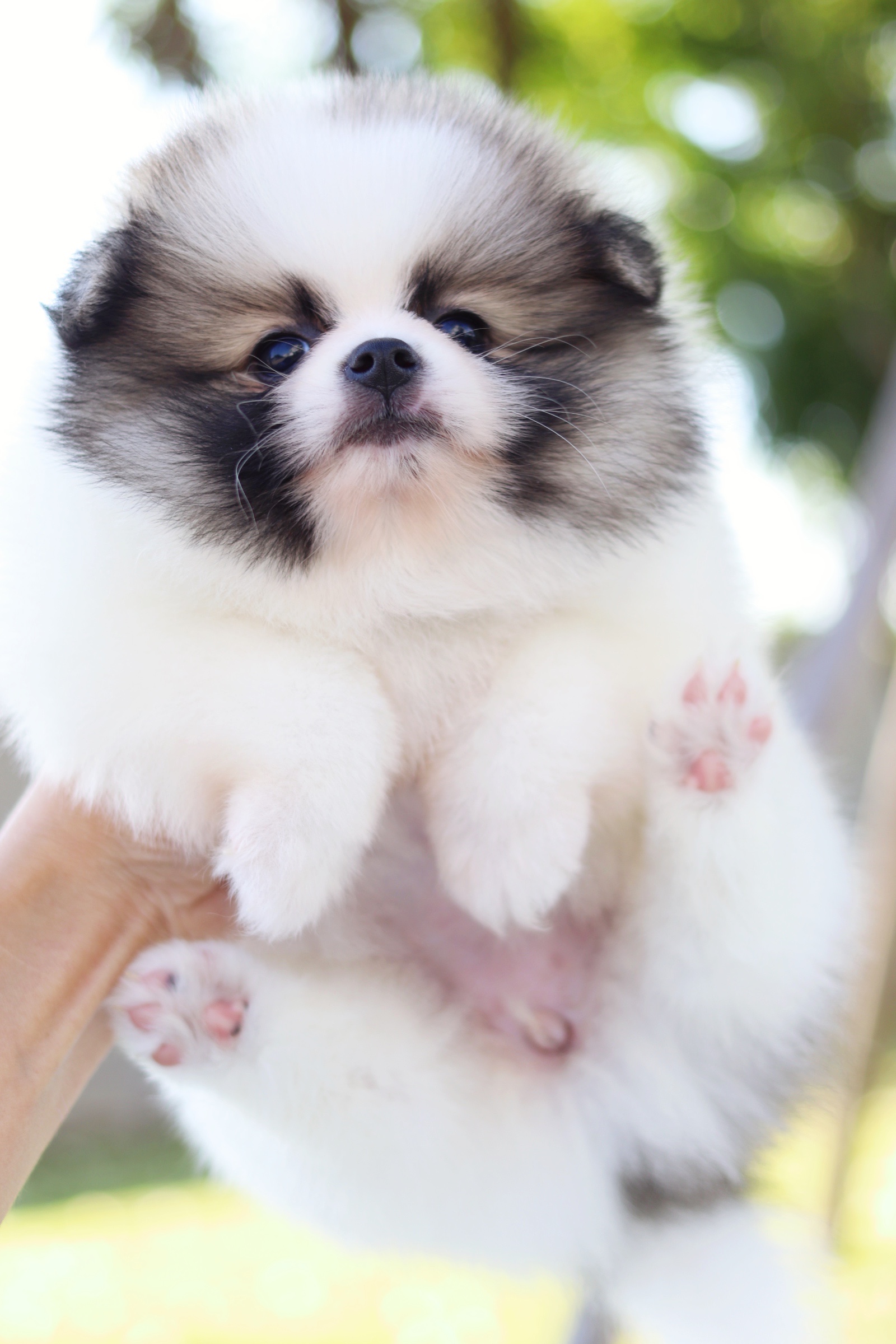 ปอมเมอเรเนียน เพศเมีย สีแฟนซี