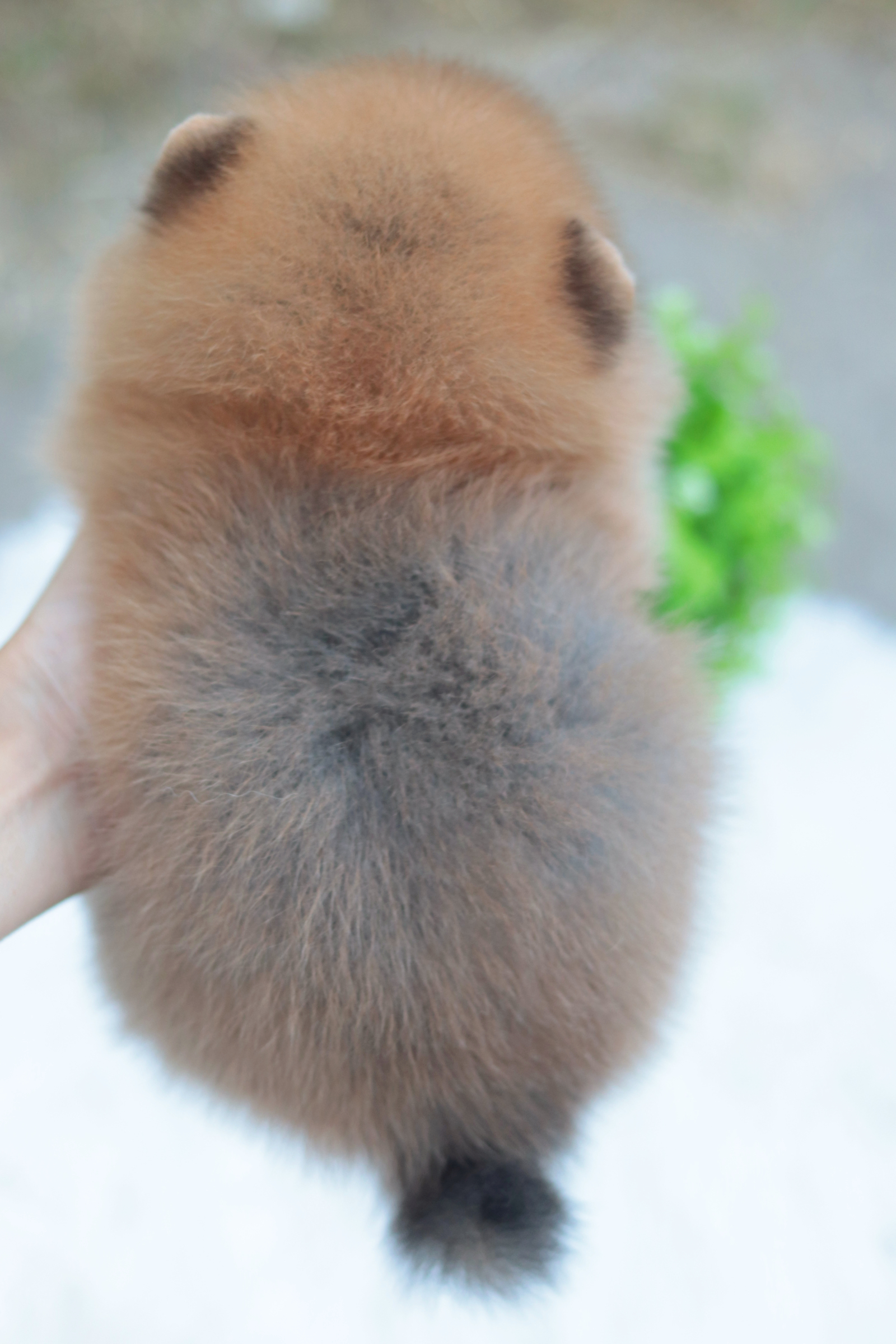 ปอมเมอเรเนียน เพศผู้สีส้ม หน้าตุ๊กตา