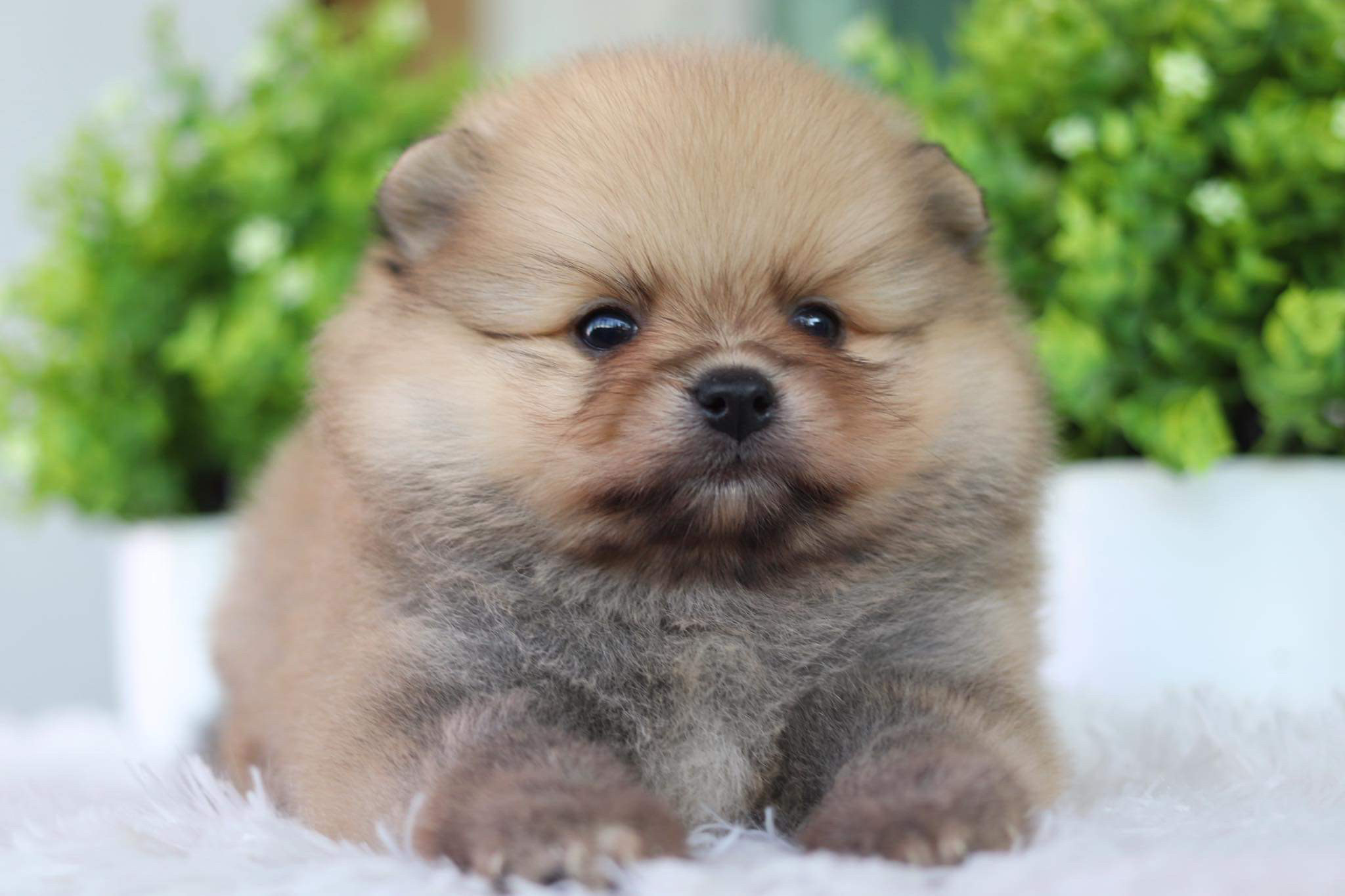 ปอมเมอเรเนียน เพศผู้