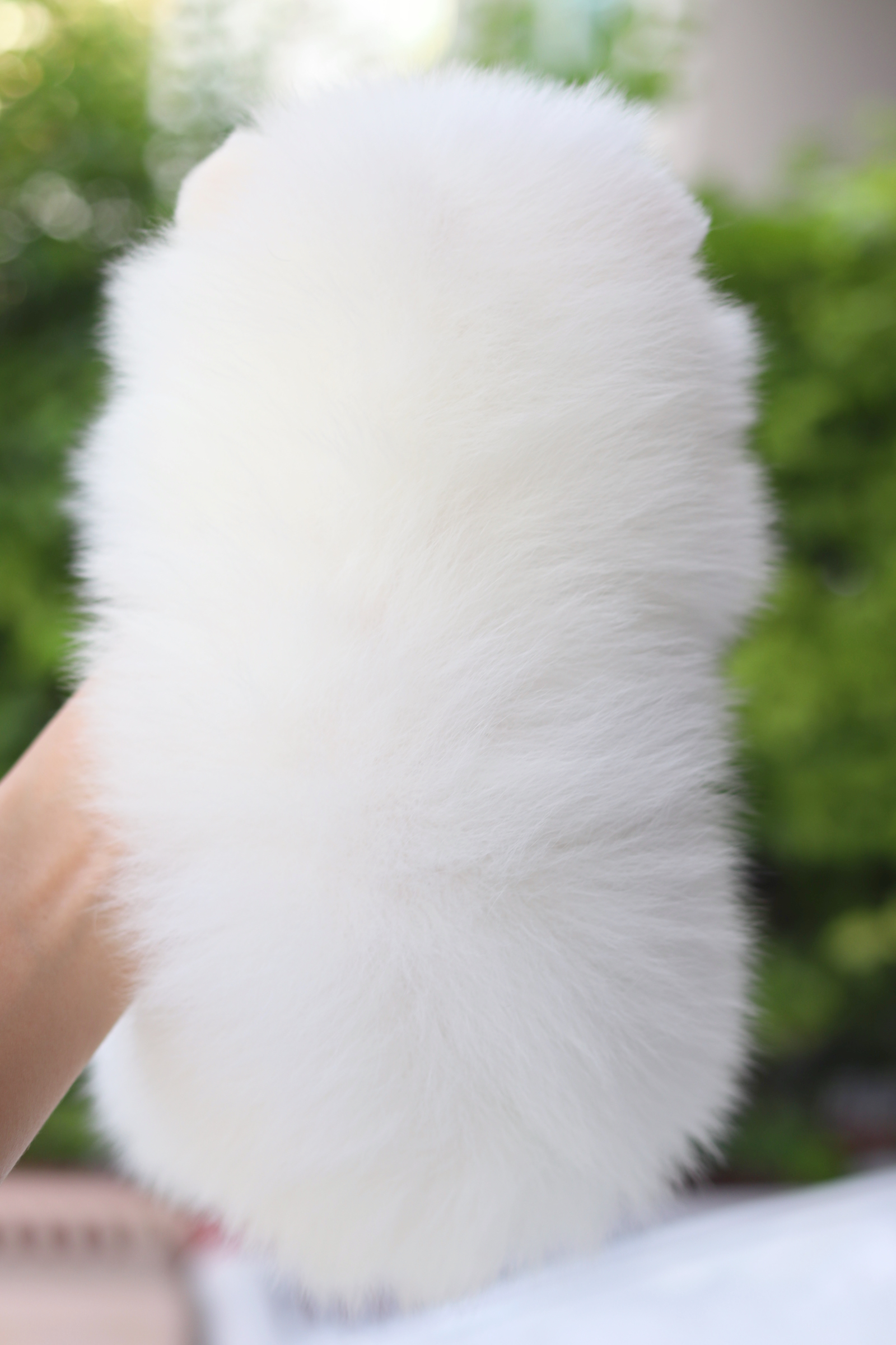 ปอมเมอเรเนียน เพศเมียสีขาวสำลีเกรดโชว์