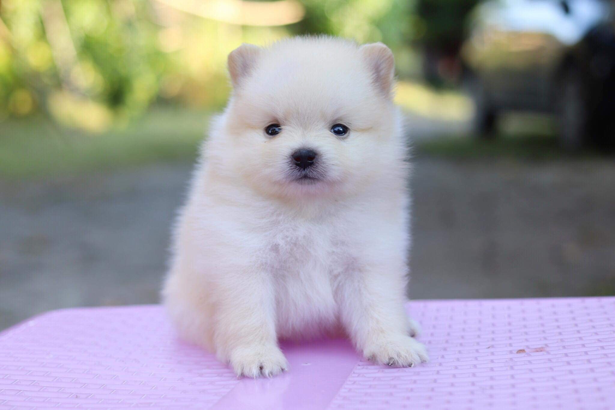 ปอมเมอเรเนียน เพศผู้