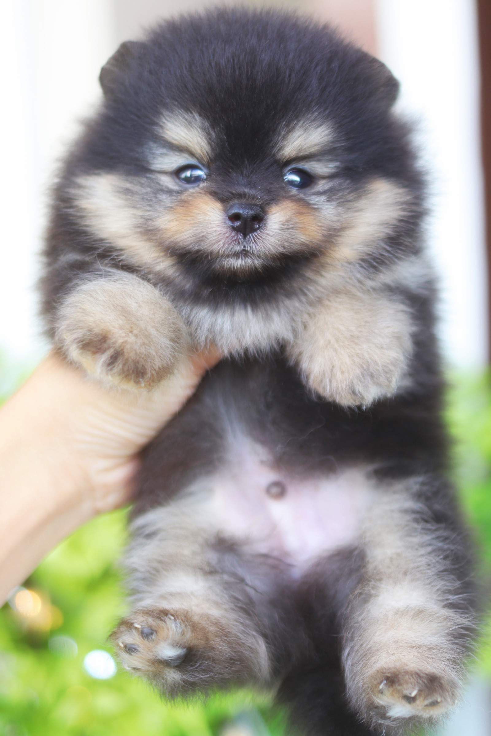 ปอมเมอเรเนียน เพศผู้ สีแบล็คแทน เกรดโชว์