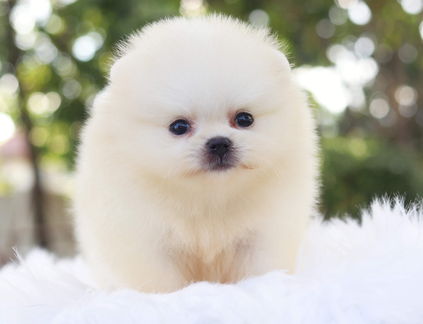 ปอมเมอเรเนียน เพศผู้สีขาวครีม