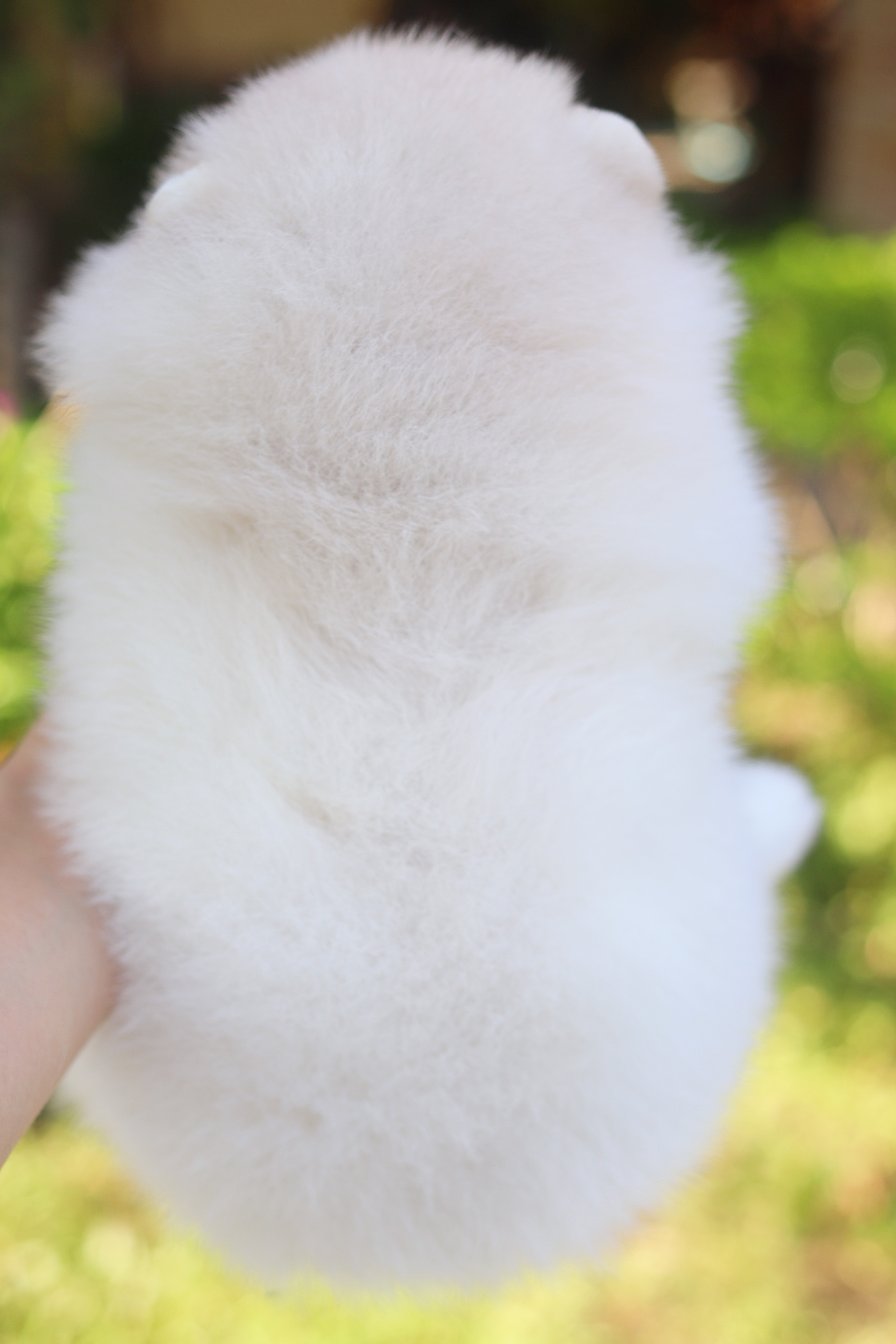 ปอมเมอเรเนียน เพศเมียสีขาวครีม