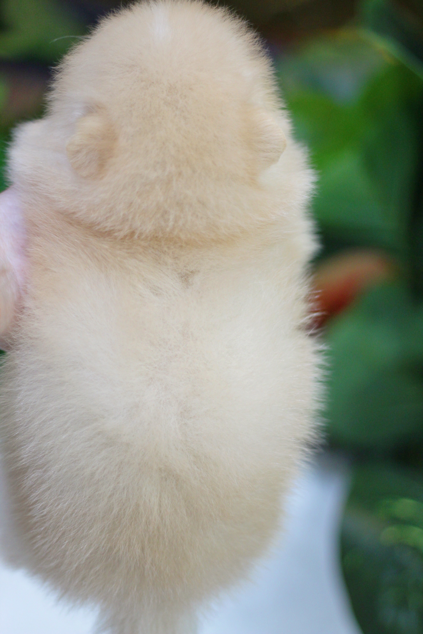 ปอมเมอเรเนียน เพศผู้ ขาวครีม