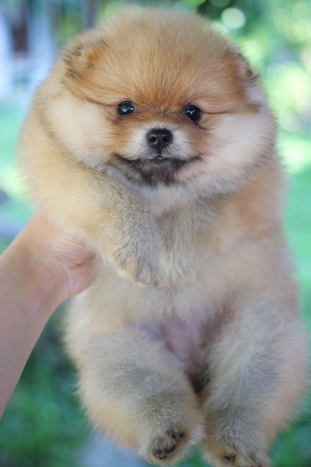 ปอมเมอเรเนียน เพศเมีย