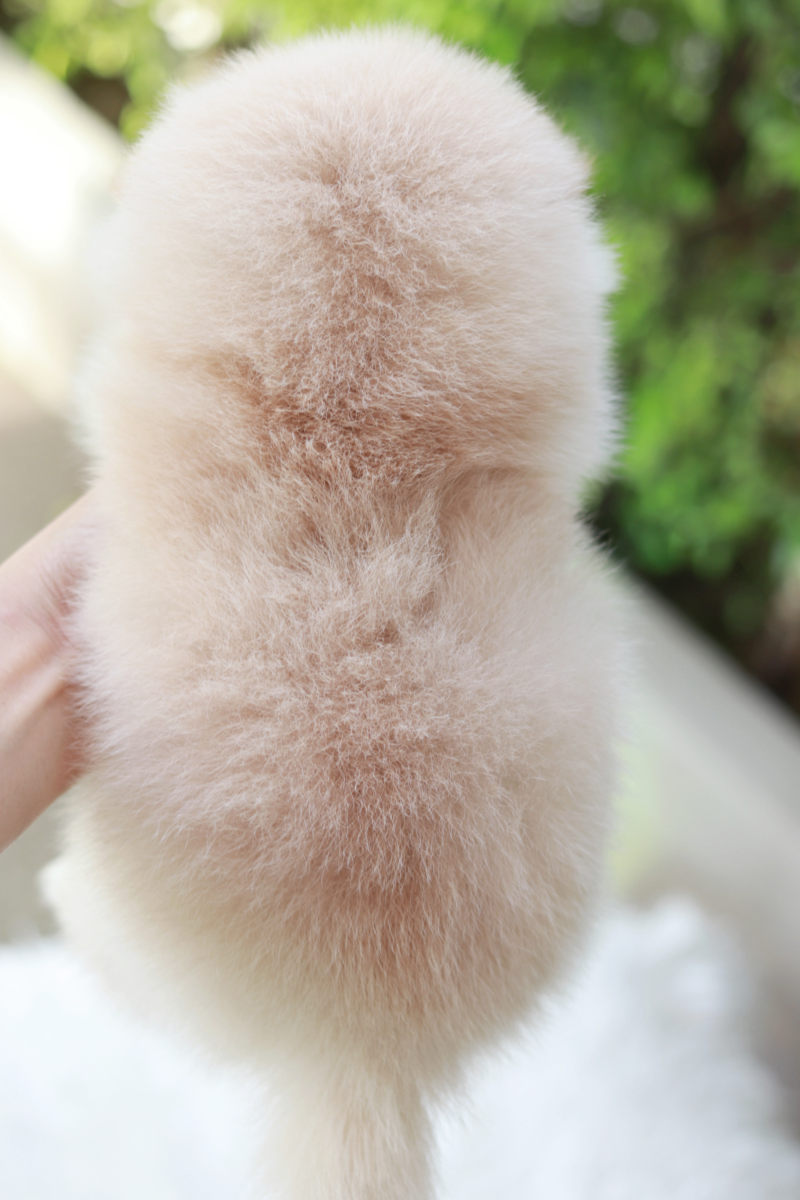 ปอมเมอเรเนียน เพศผู้สีครีม