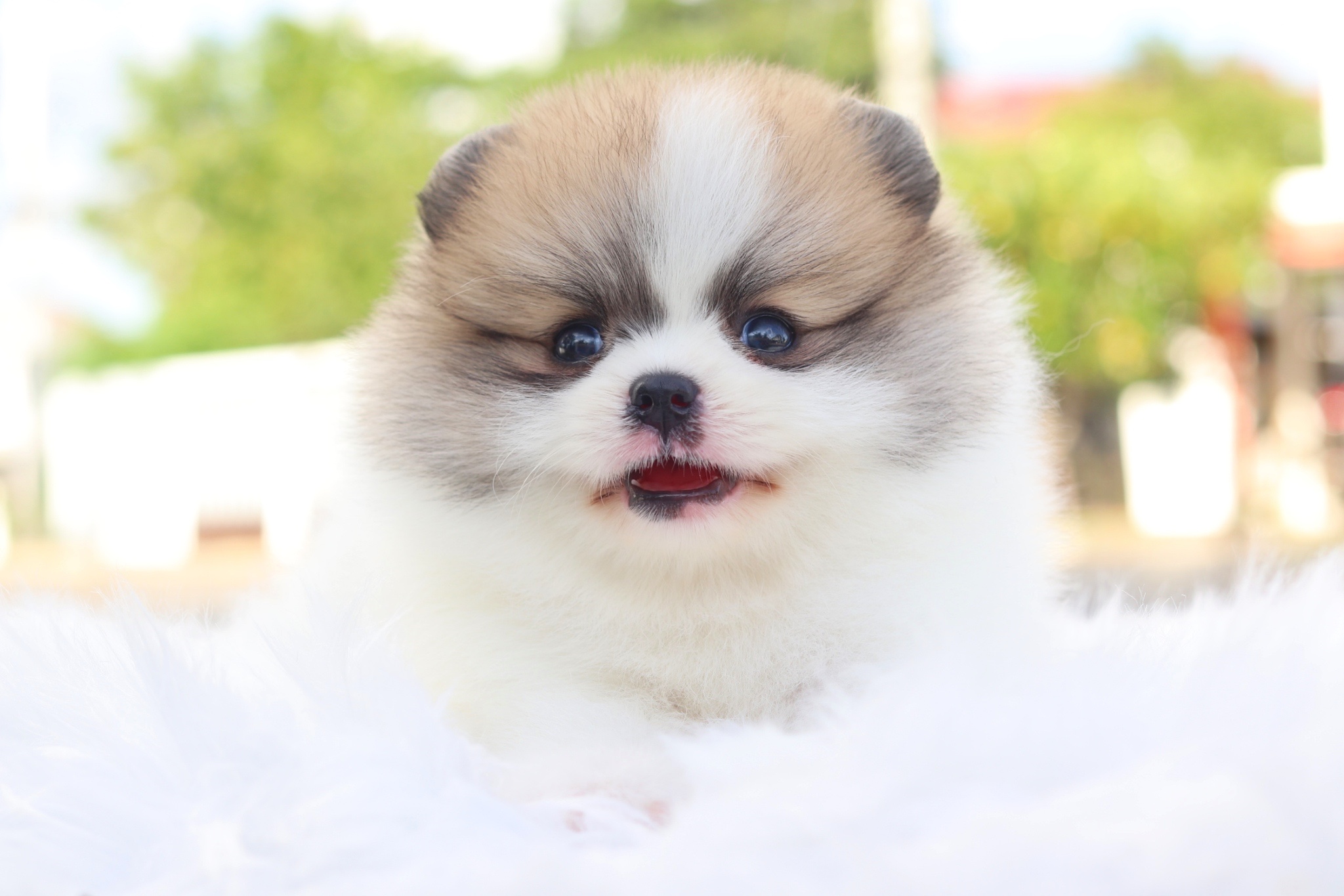 ปอมเมอเรเนียน เพศผู้แฟนซี เกรดโชว์