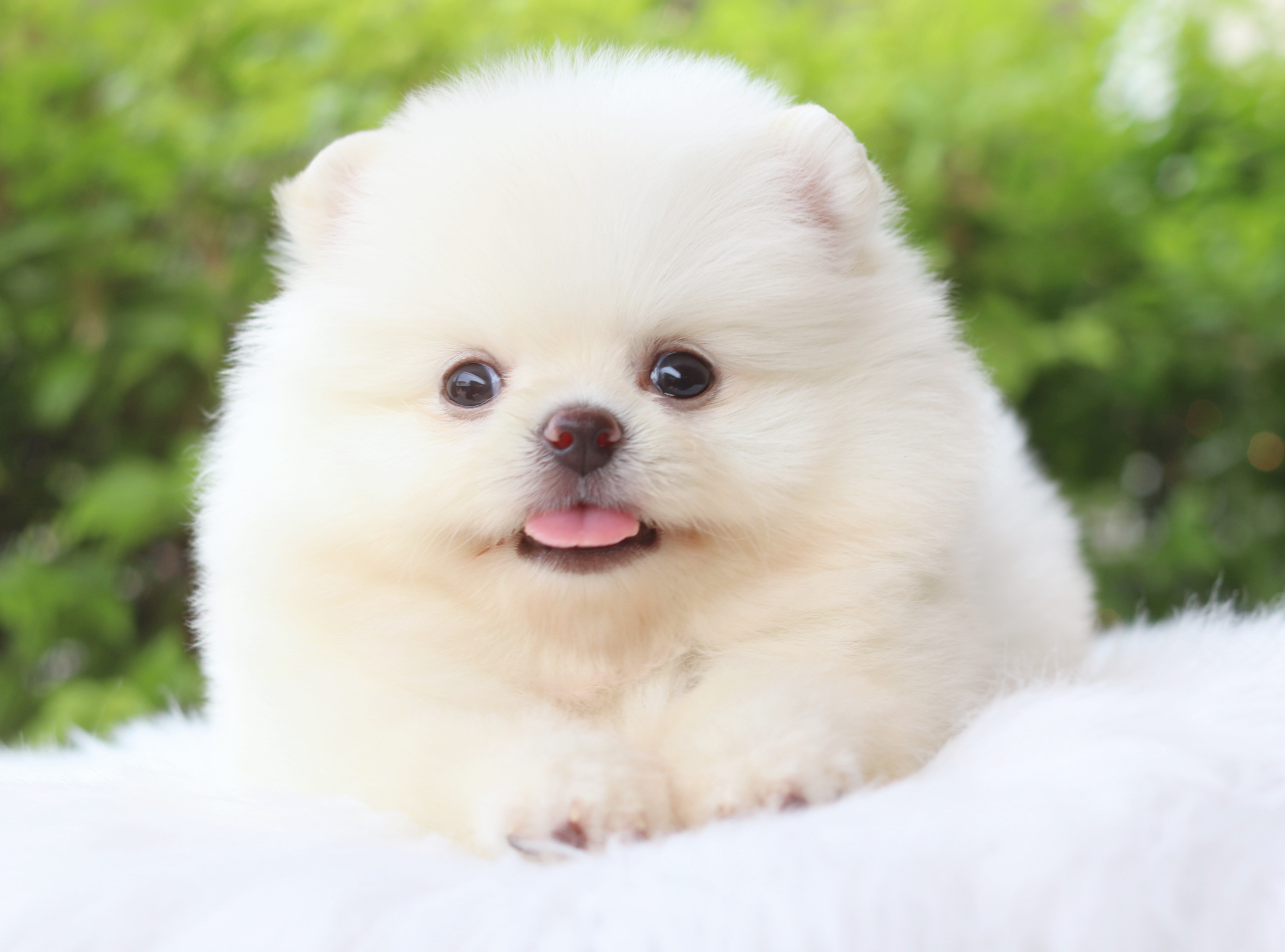 ปอมเมอเรเนียน เพศผู้สีขาวครีม