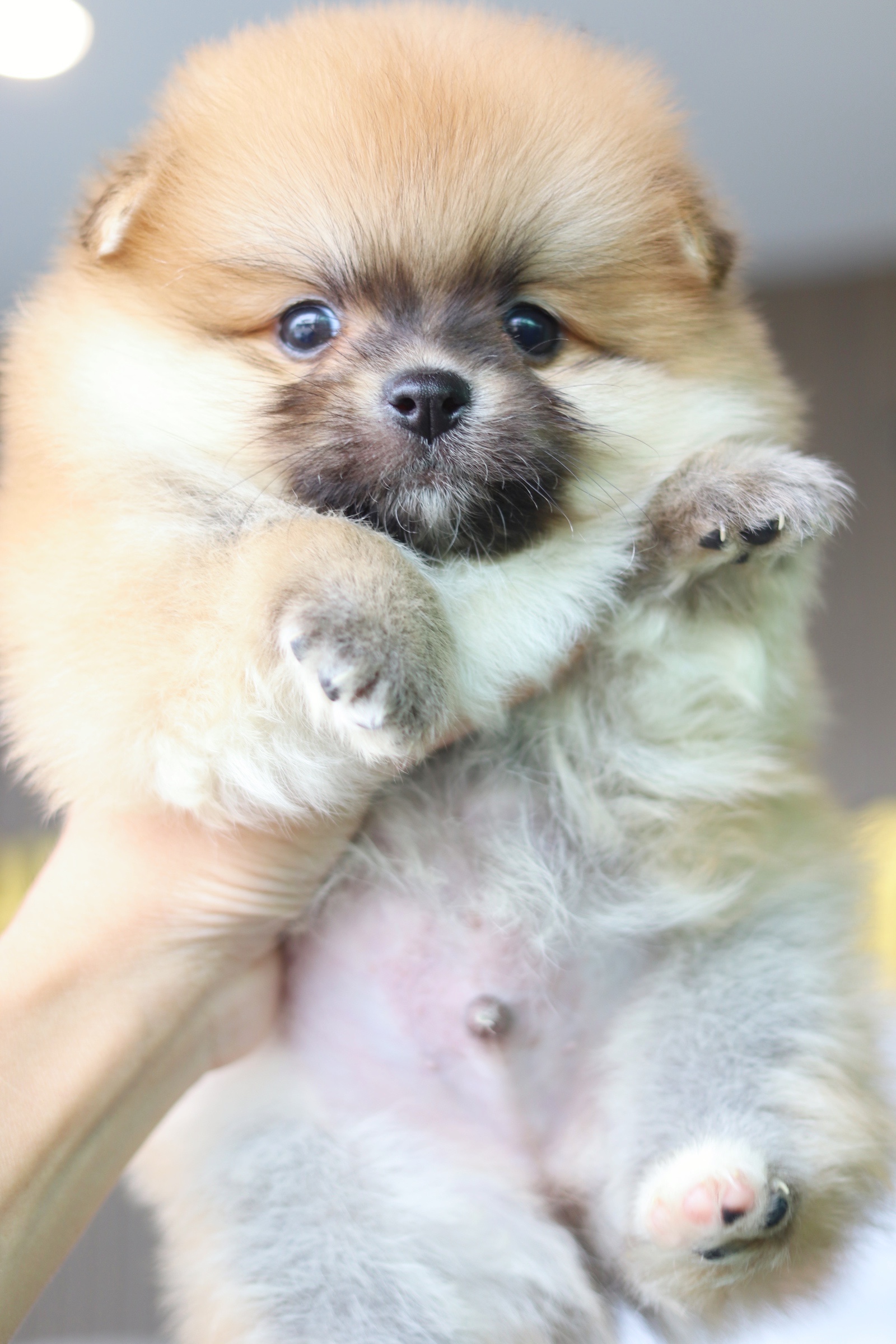 ปอมเมอเรเนียน เพศผู้ สีส้ม