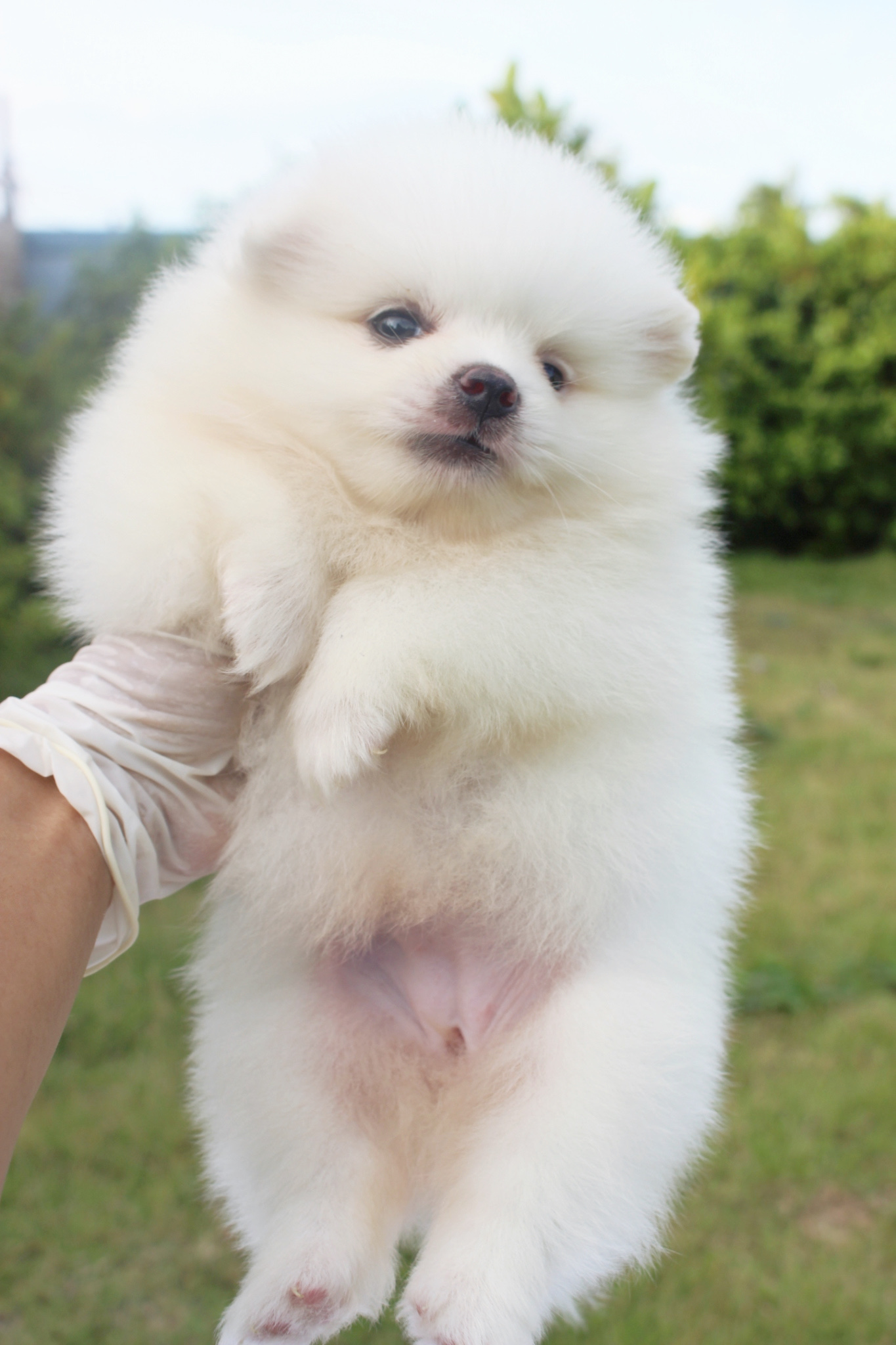 ปอมเมอเรเนียน เพศเมียขาวครีม