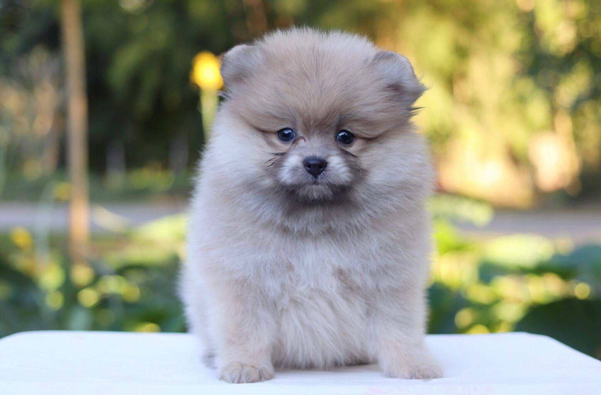 ปอมเมอเรเนียน เพศผู้