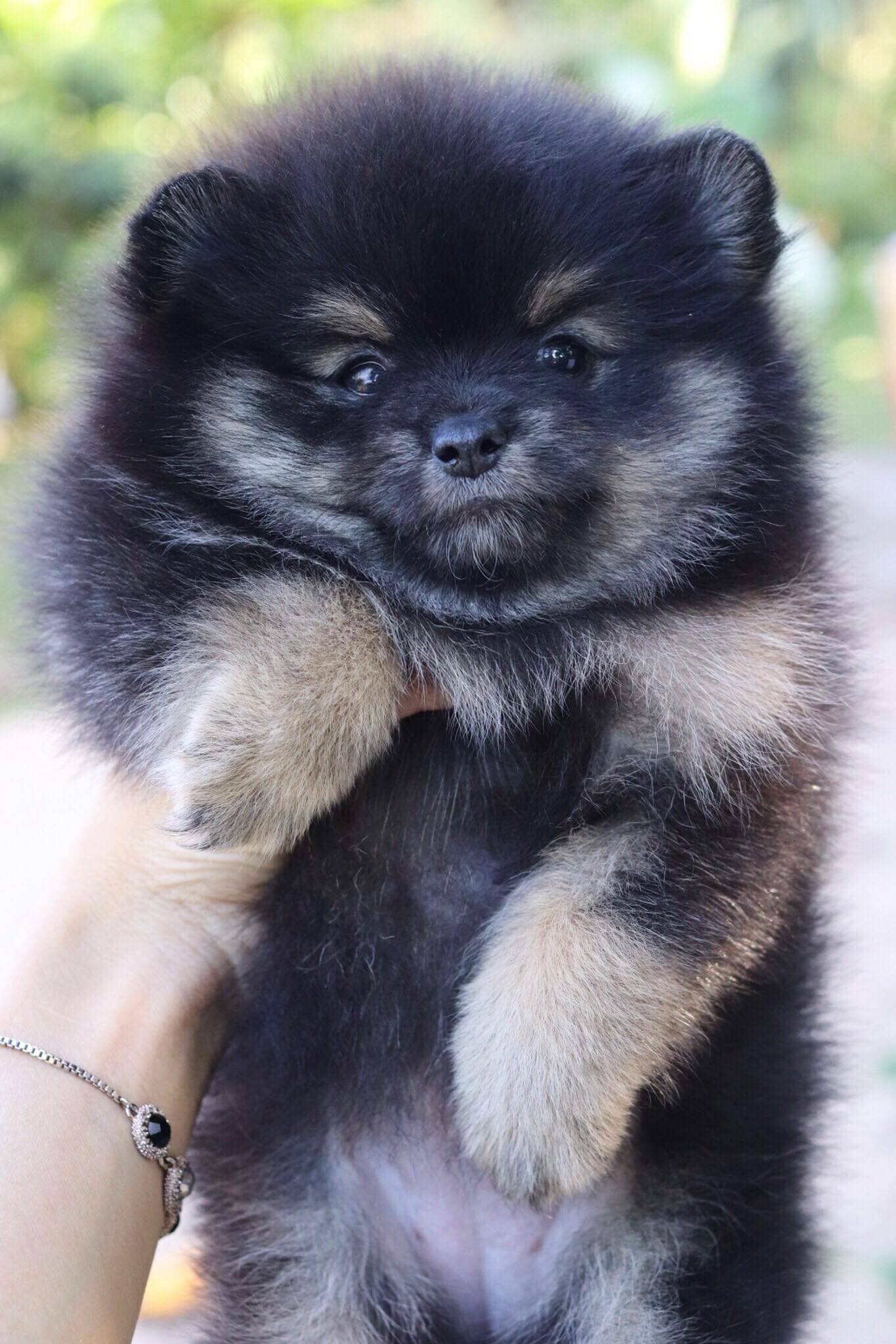 ปอมเมอเรเนียน เพศเมีย