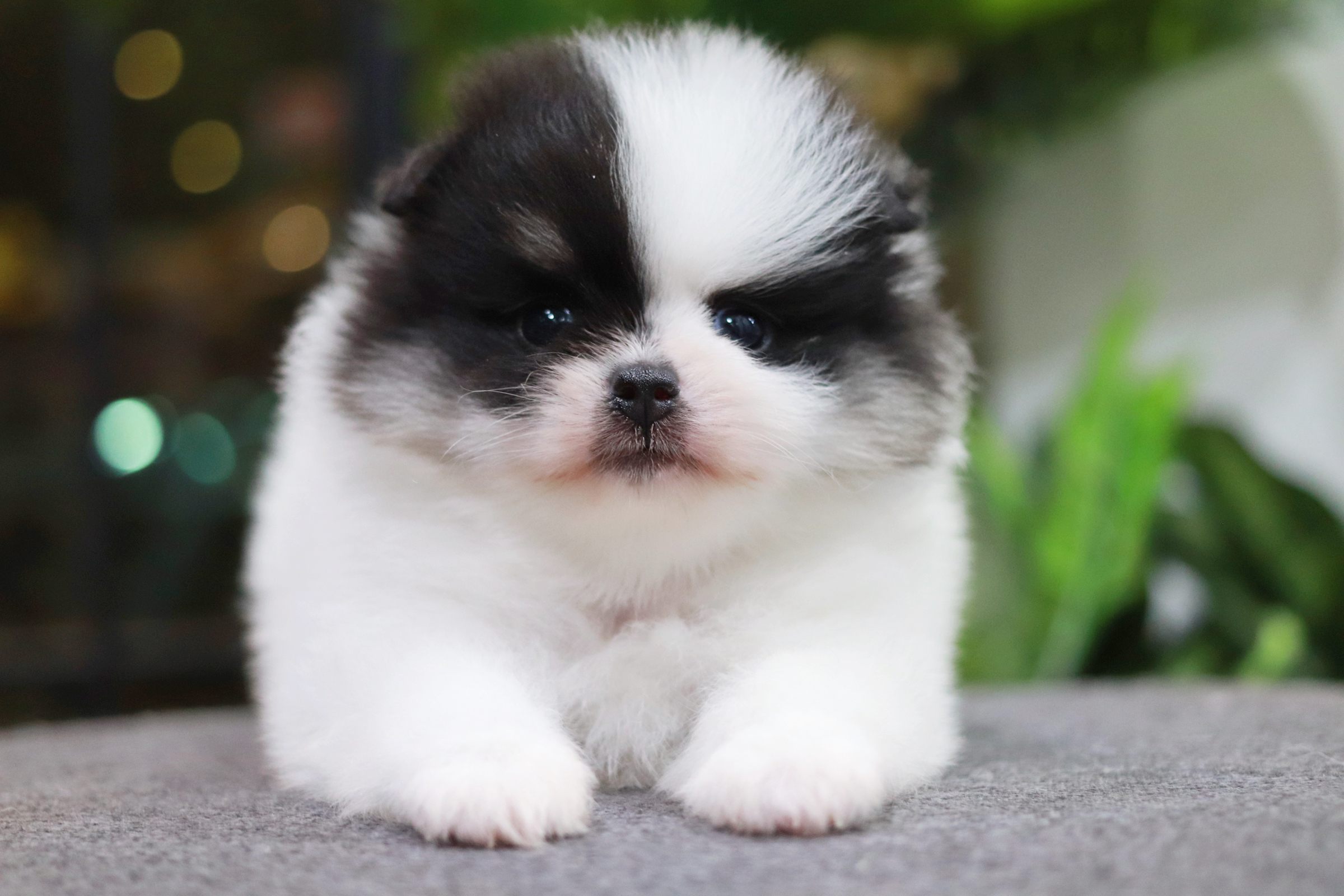 ปอมเมอเรเนียน เพศผู้