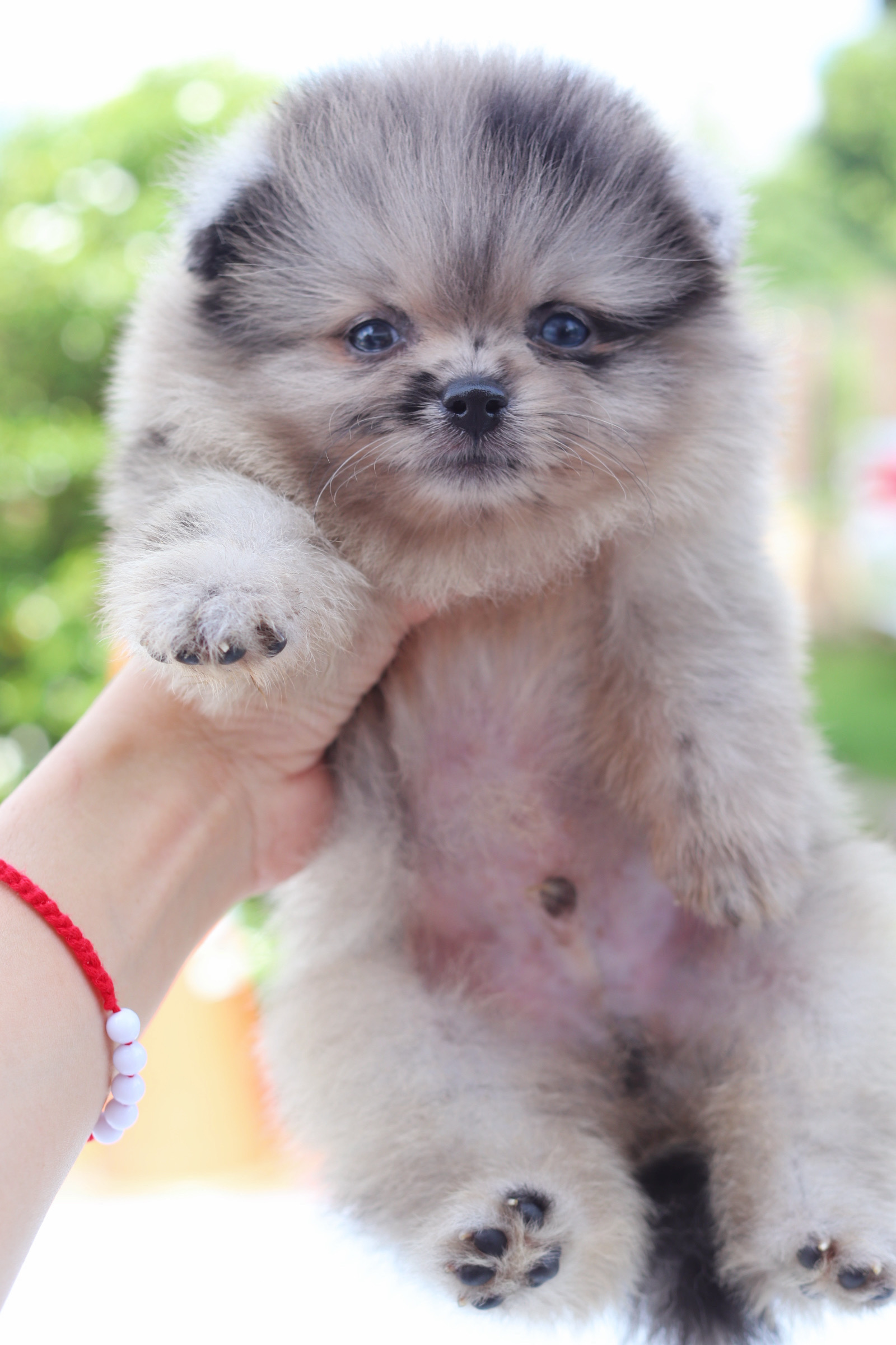 ปอมเมอเรเนียน เพศผู้สีเมอร์เร่