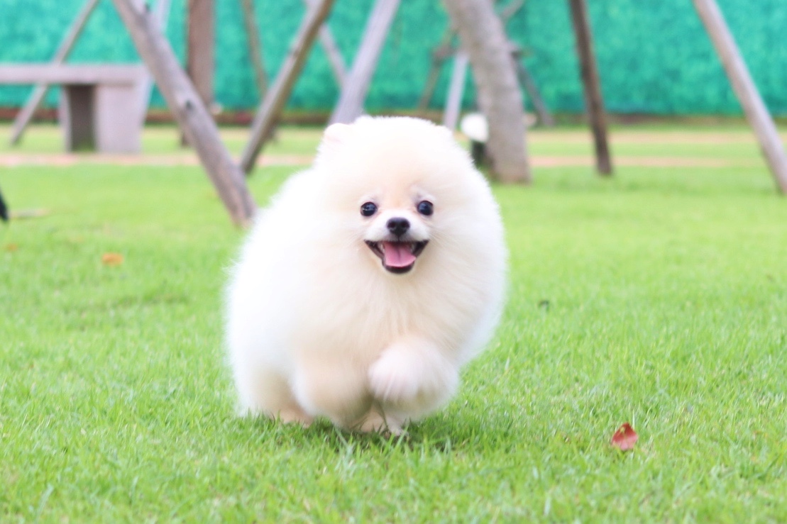 ปอมเมอเรเนียน เพศผู้ สีครีม