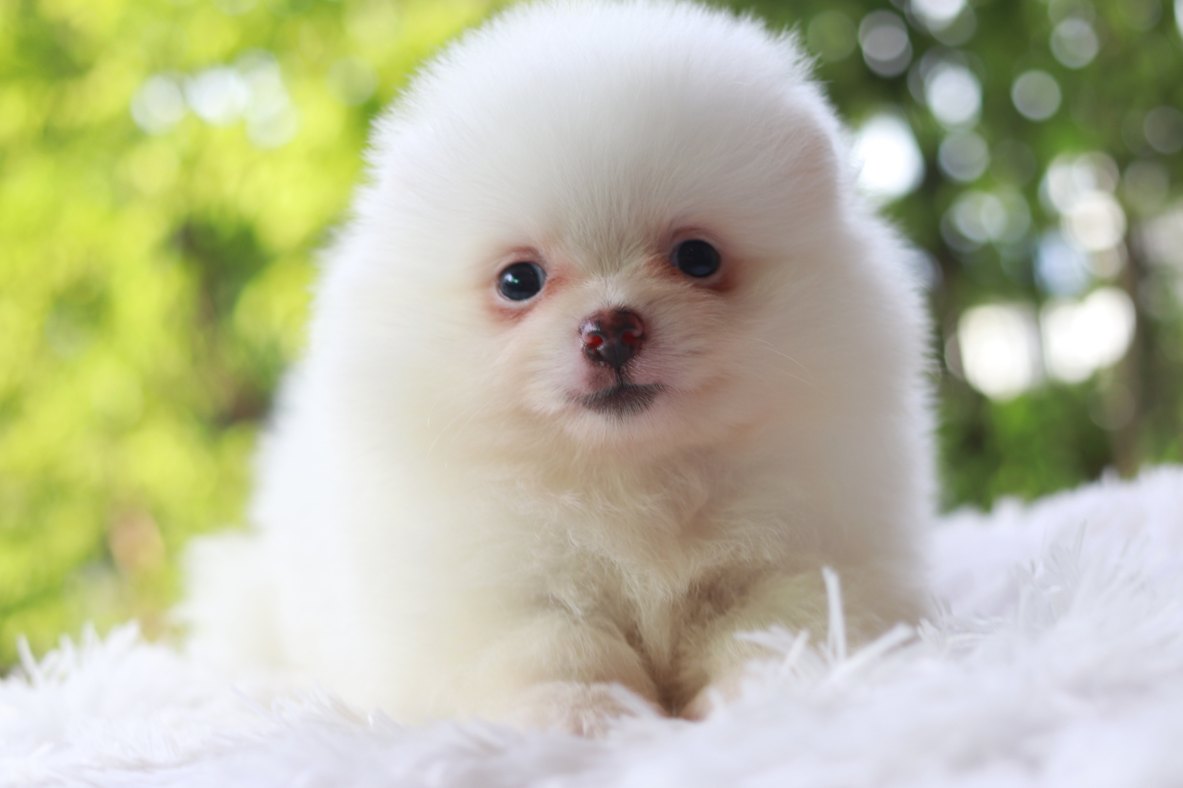 ปอมเมอเรเนียน เพศผู้ ไซส์ปกติหน้าฟ็อก