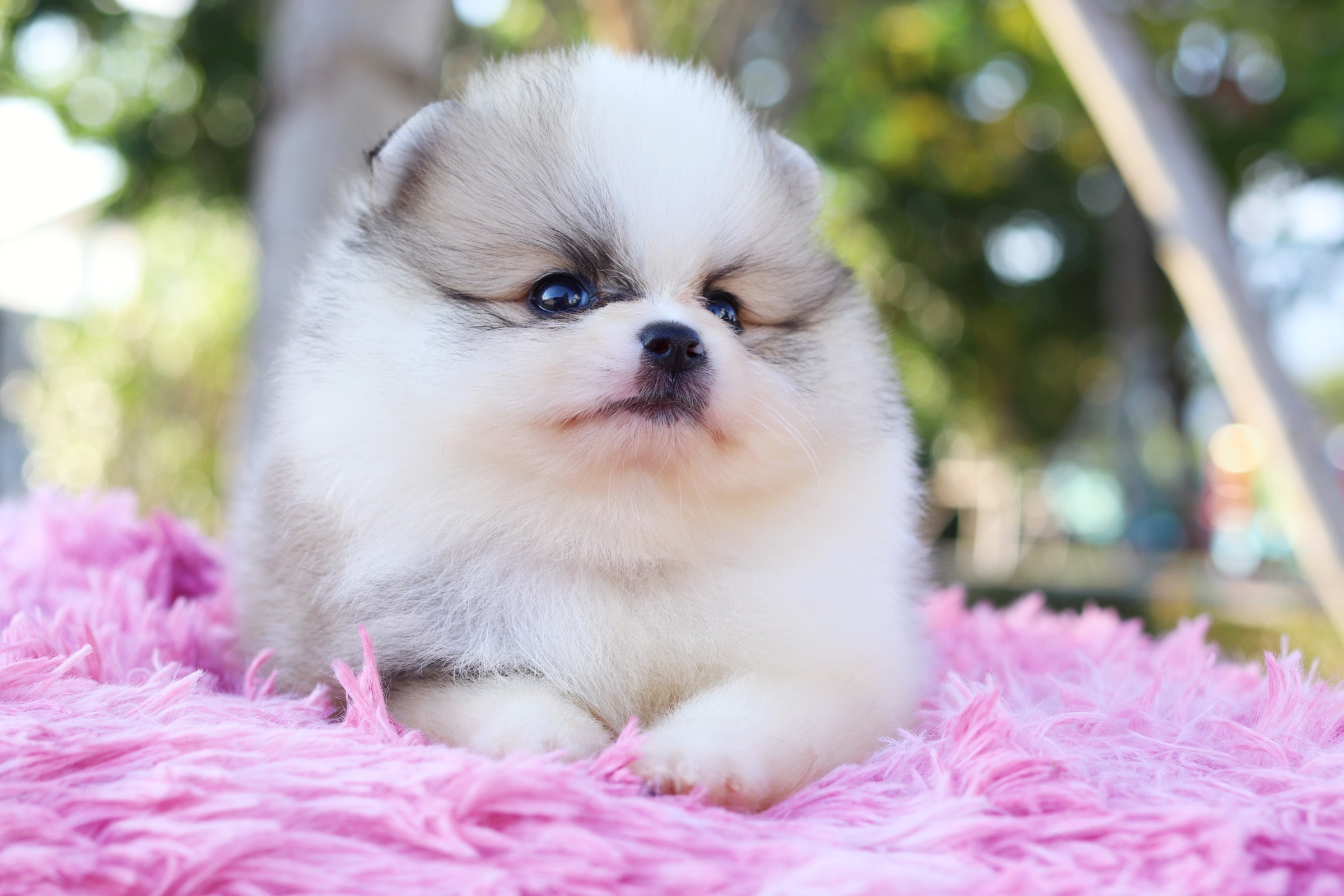 ปอมเมอเรเนียน เพศผู้ แฟนซี