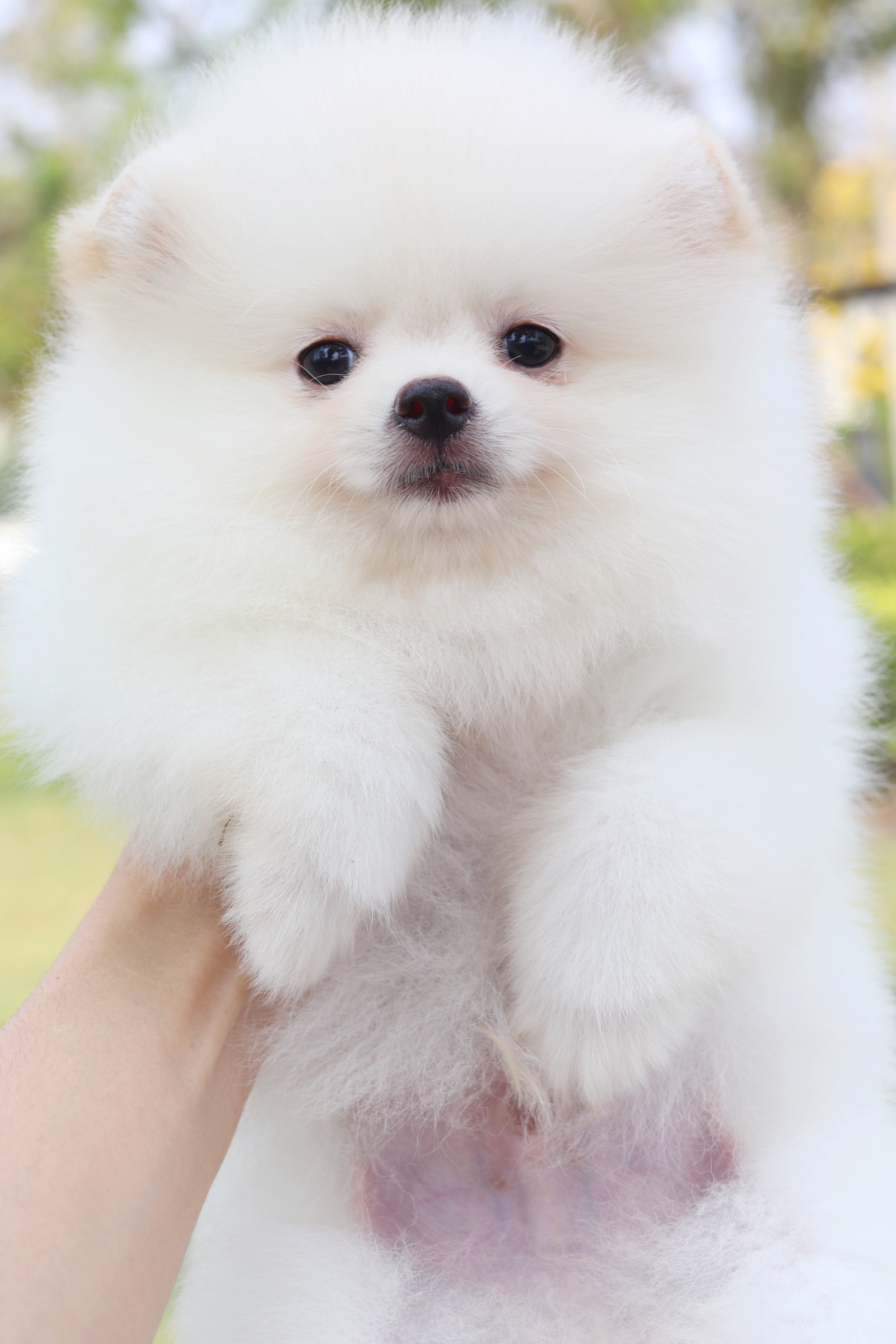 ปอมเมอเรเนียน เพศผู้สีขาวครีม