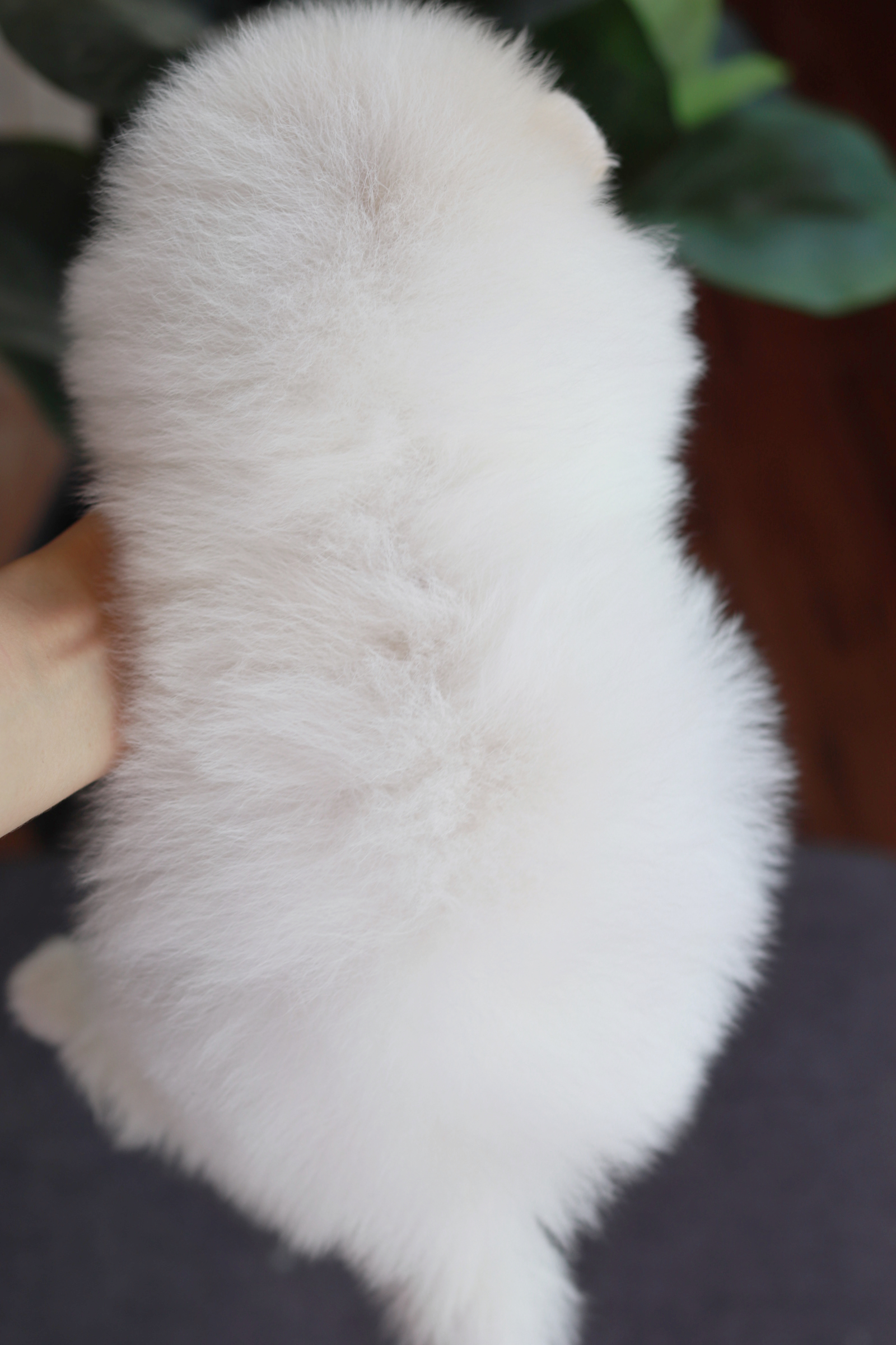 ปอมเมอเรเนียน เพศเมีย ไซส์ปกติ