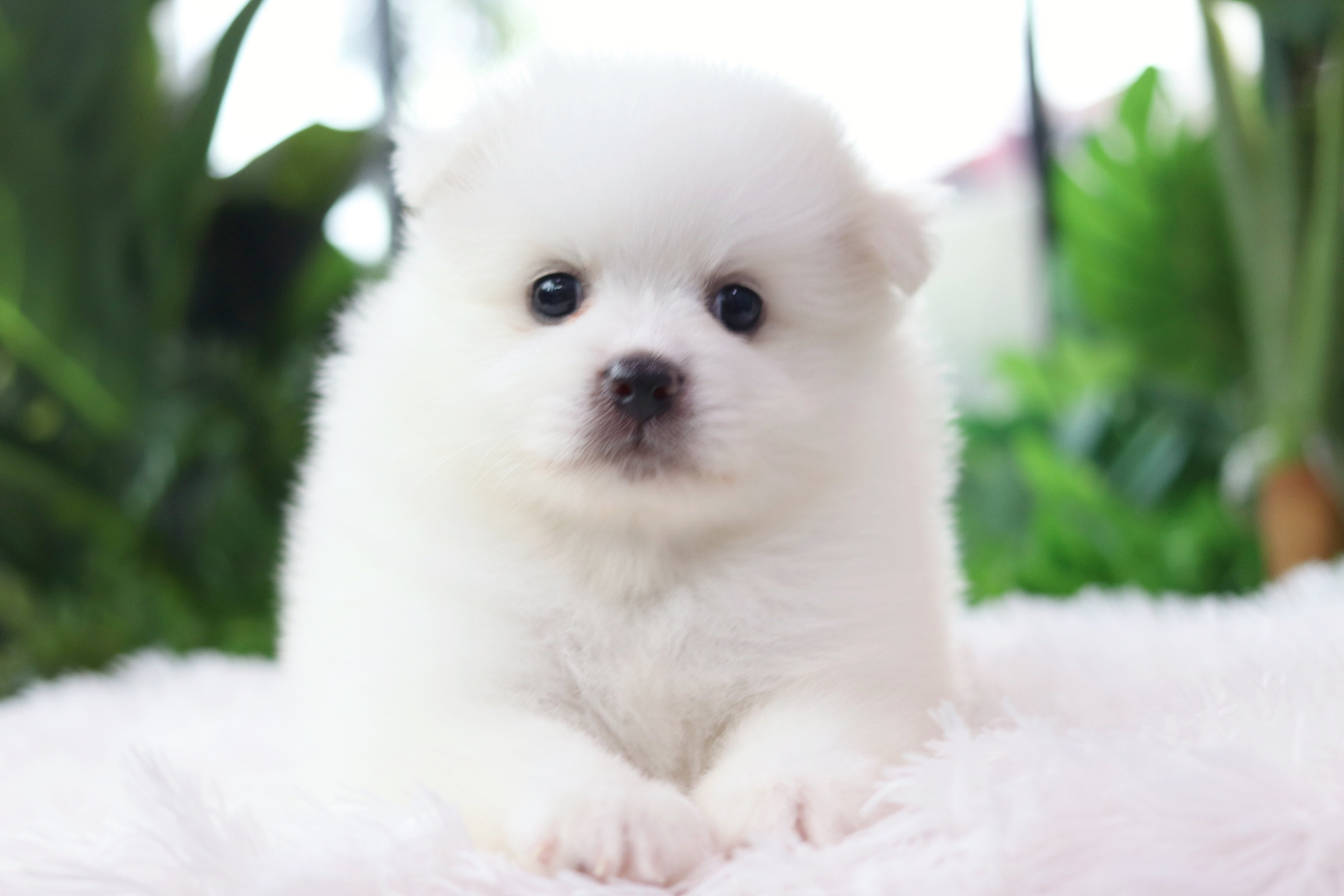 ปอมเมอเรเนียน เพศผู้ สีขาวไซส์ปกติหน้าฟ็อก