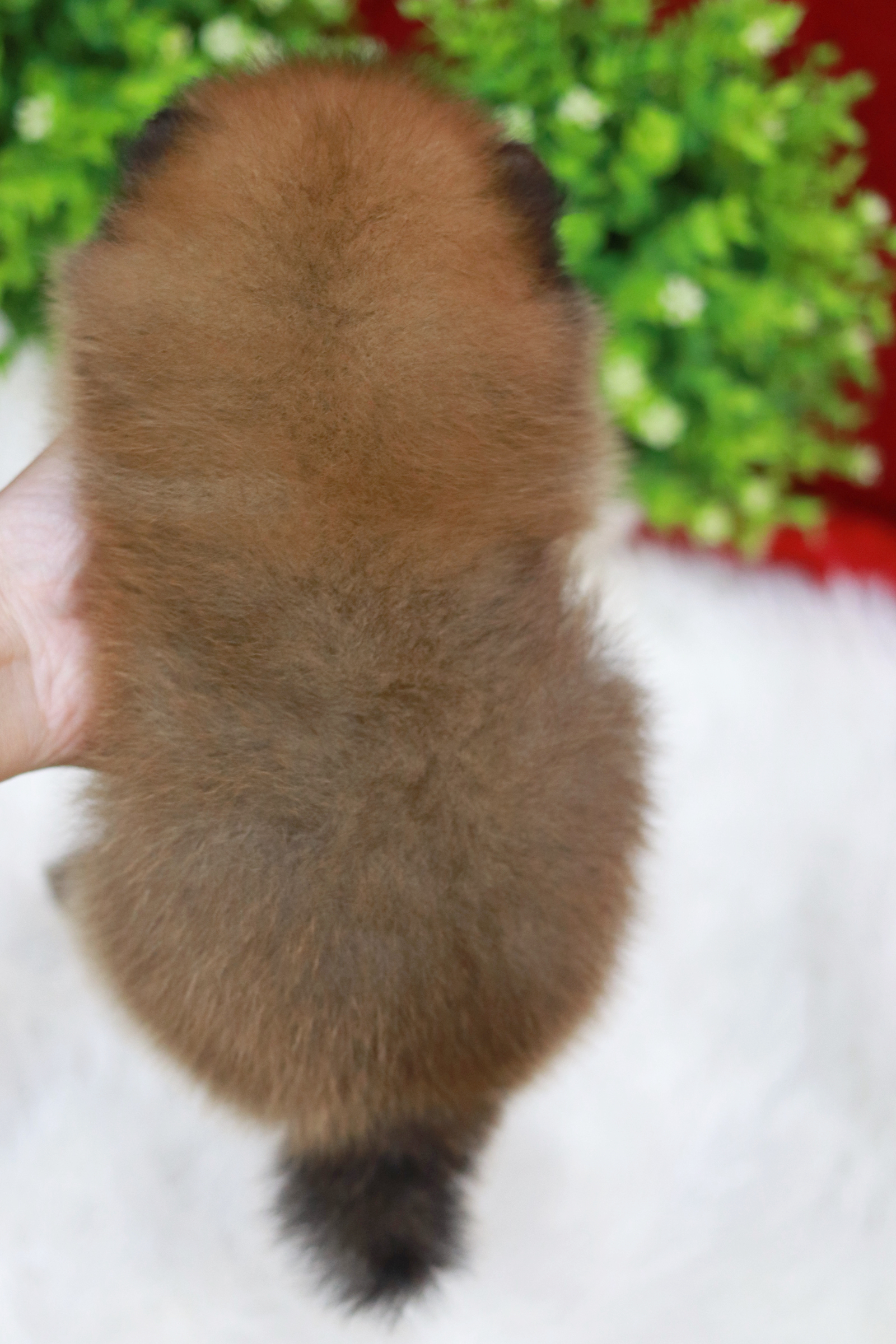 ปอมเมอเรเนียน เพศผู้ สีส้ม ขนแน่น