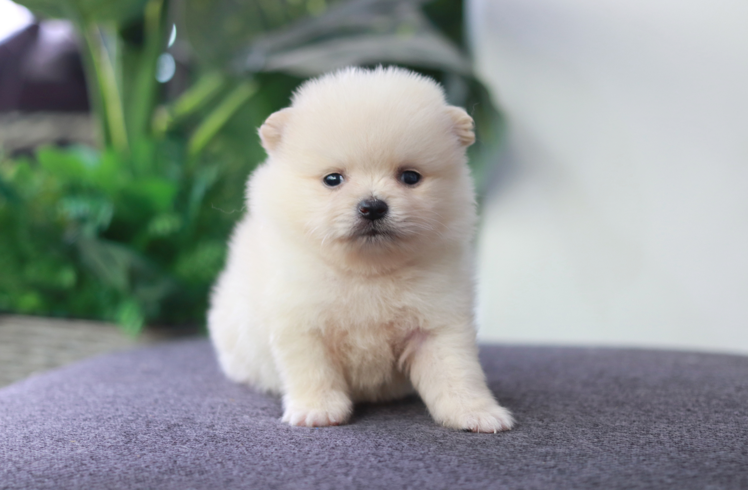 ปอมเมอเรเนียน เพศเมีย