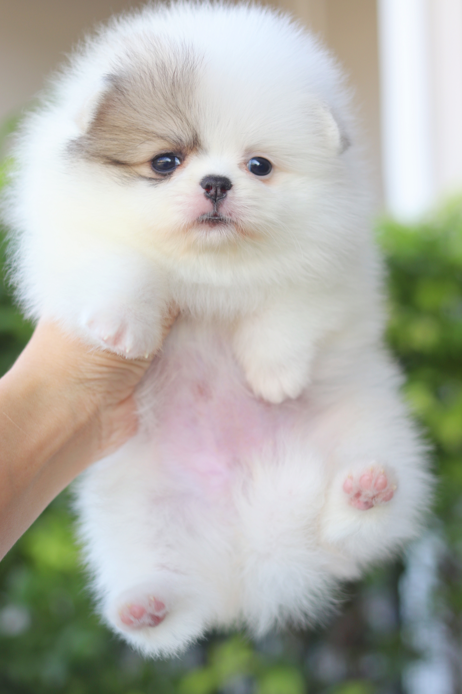 ปอมเมอเรเนียน เพศเมีย สีแฟนซี