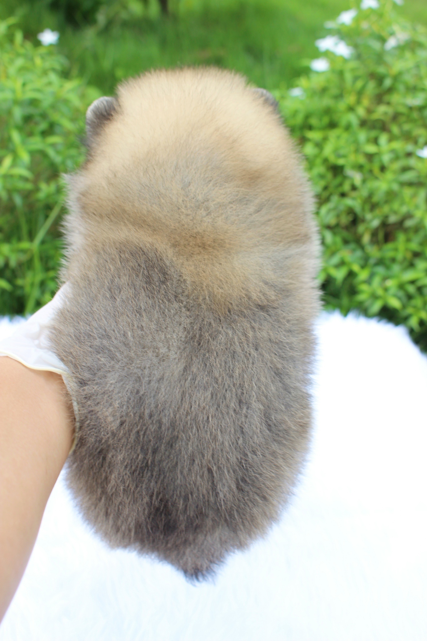 ปอมเมอเรเนียน เพศผู้สีส้ม