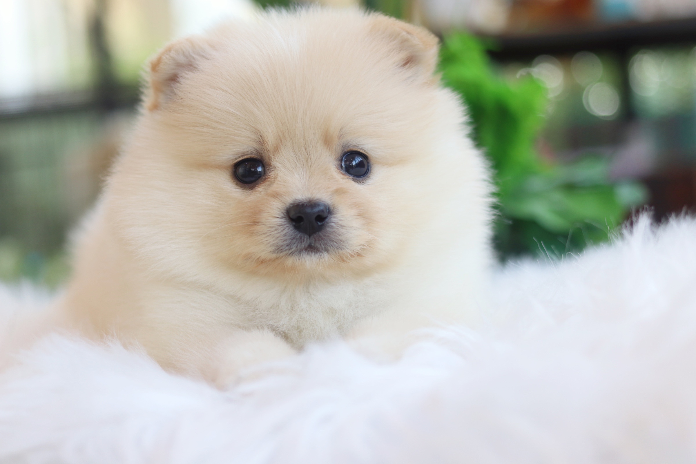 ปอมเมอเรเนียน เพศผู้ขาวครีม