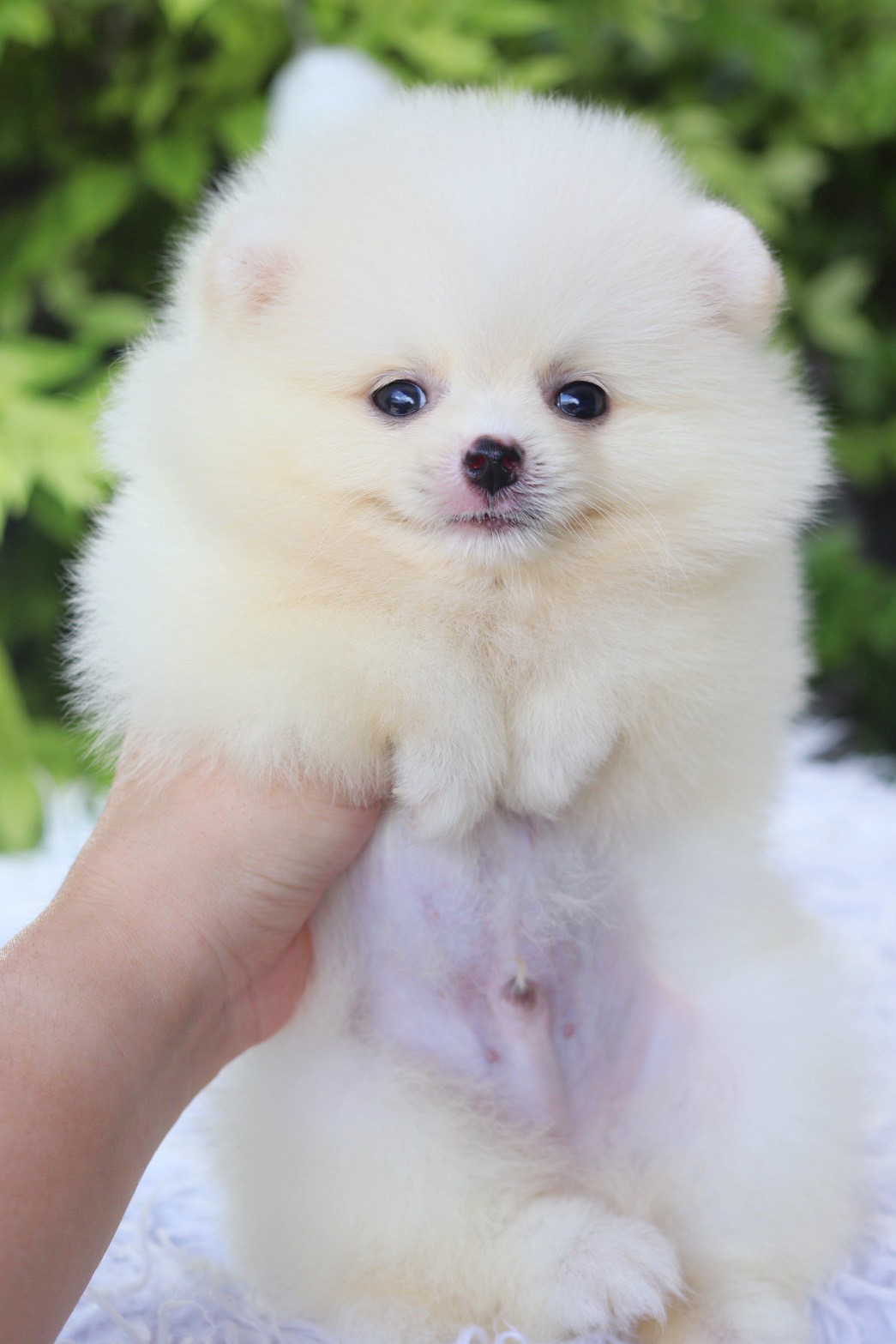 ปอมเมอเรเนียน เพศผู้สีขาวครีม