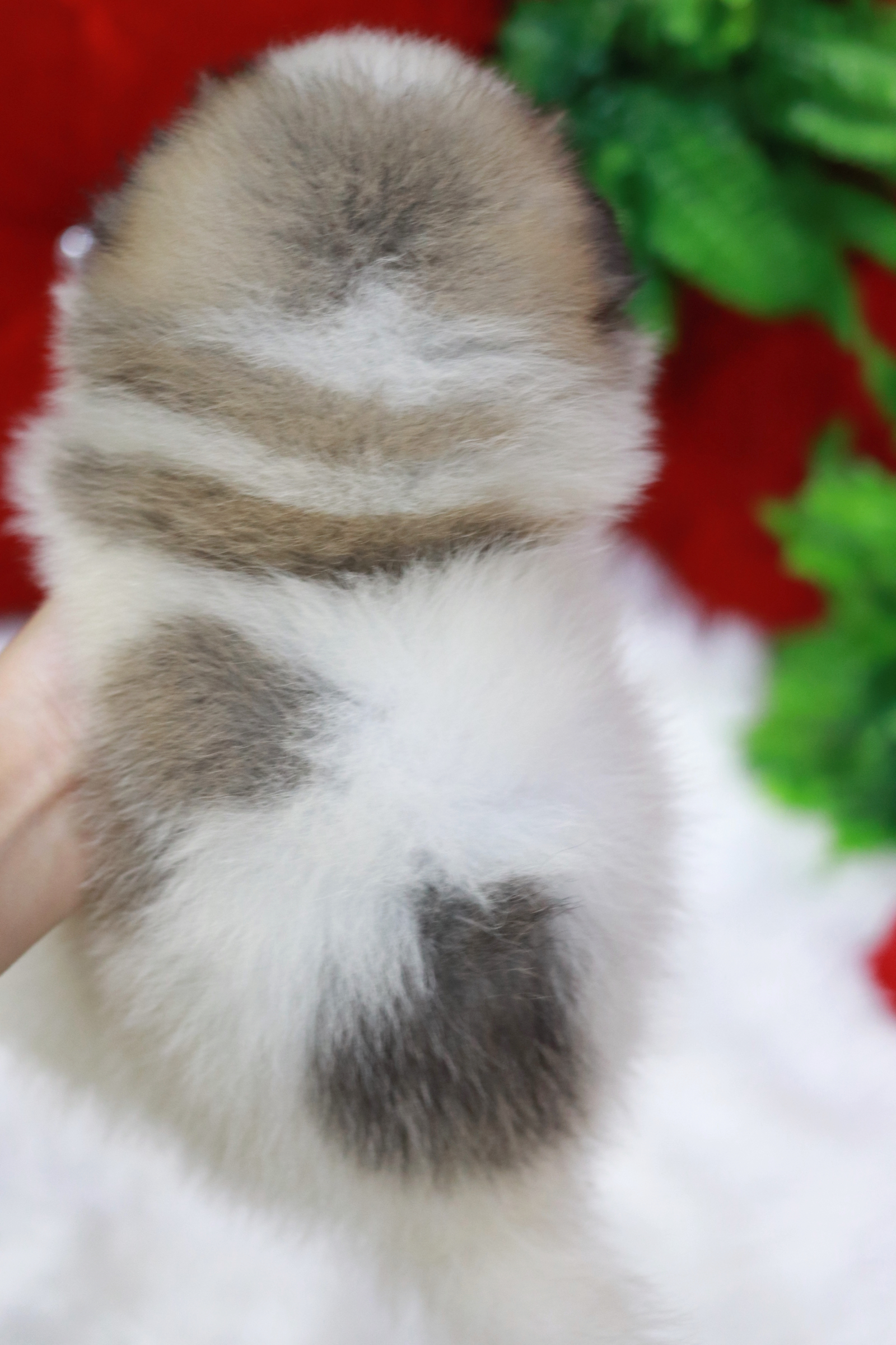 ปอมเมอเรเนียน เพศผู้ สีแฟนซีหน้าฟ็อก