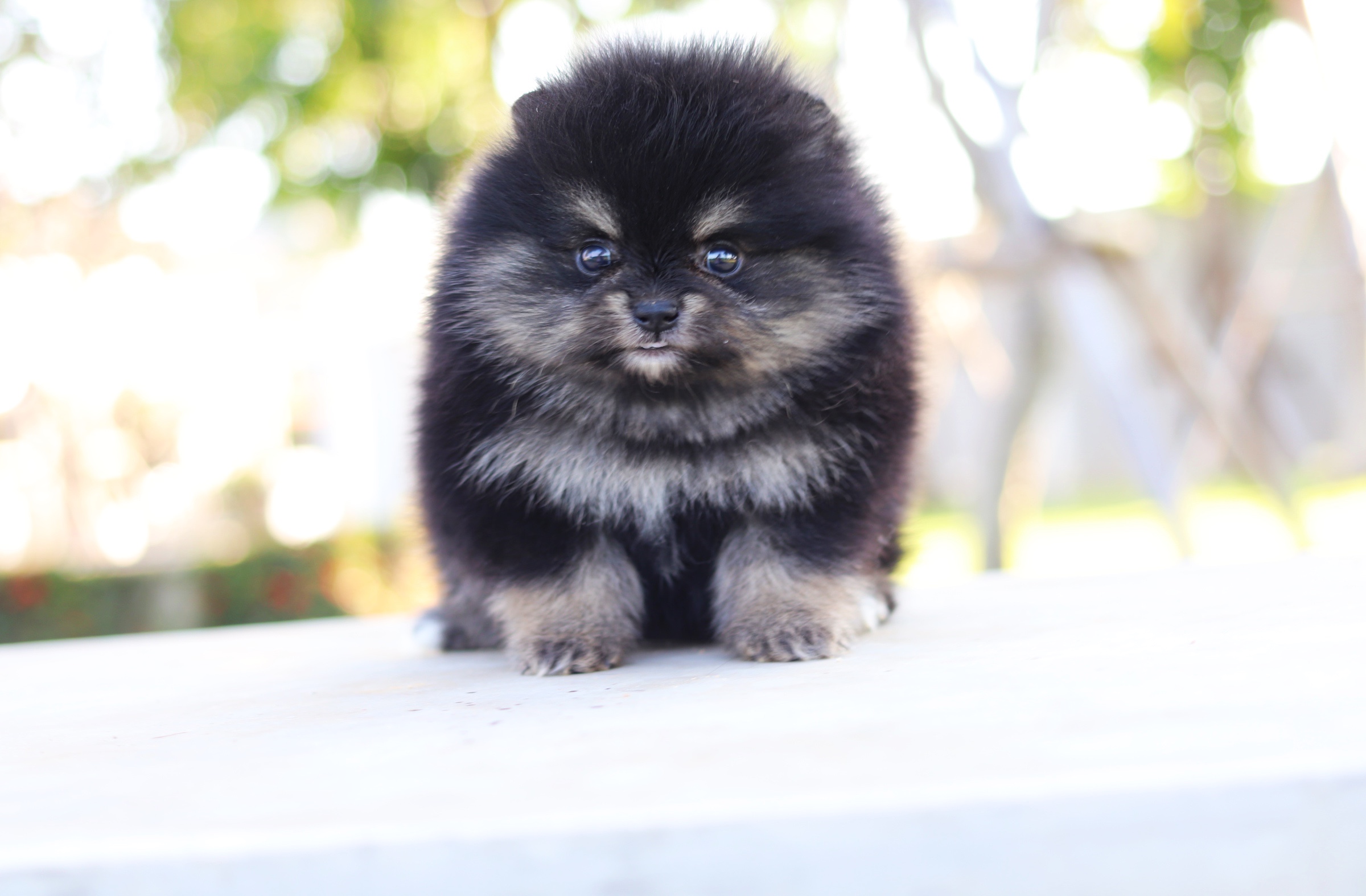 ปอมเมอเรเนียน เพศผู้ สีแบล็คแทน