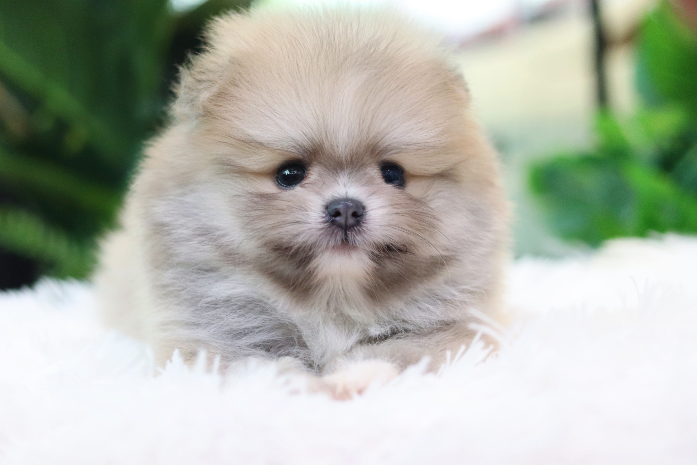 ปอมเมอเรเนียน เพศผู้ สีโอวัลติน