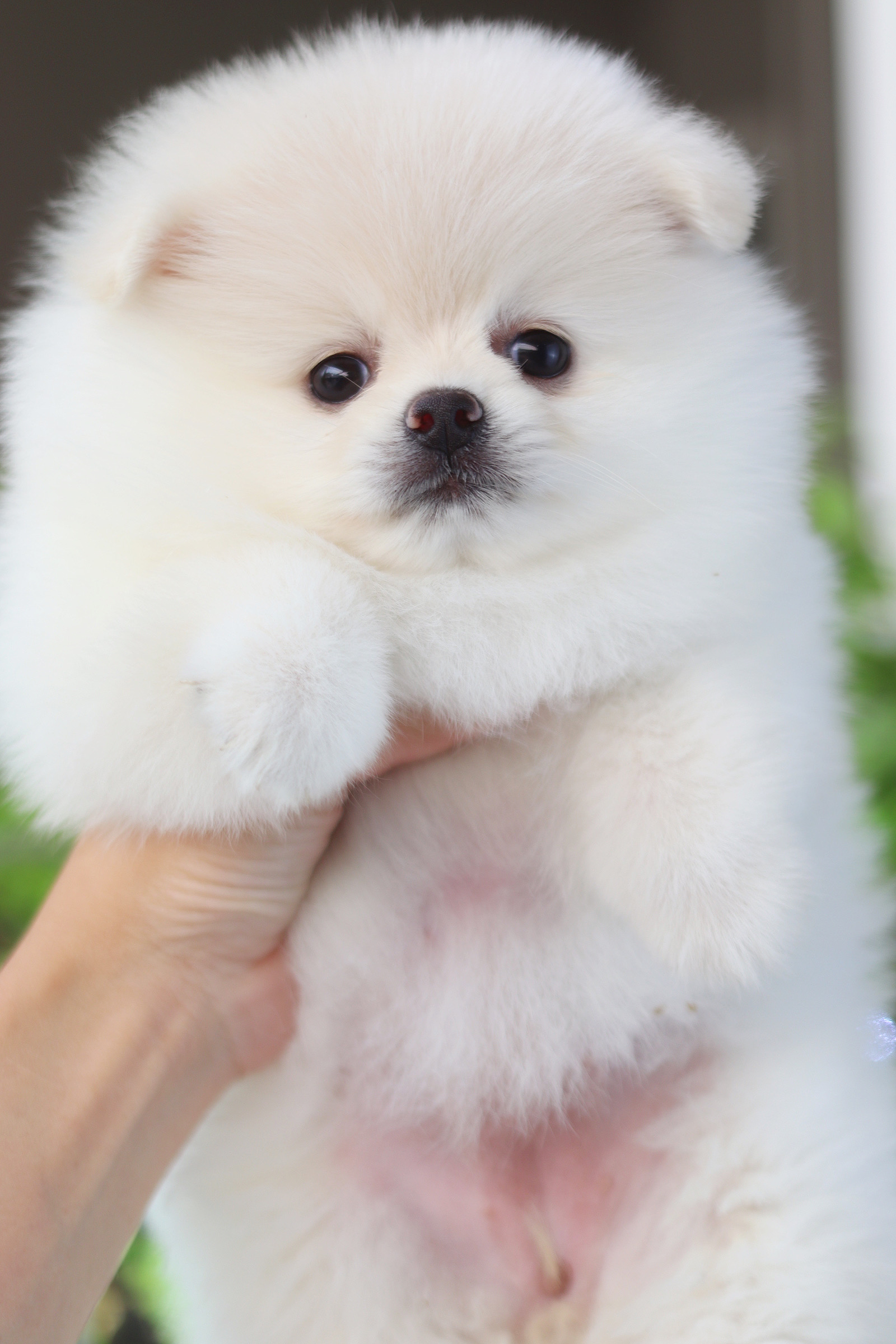 ปอมเมอเรเนียน เพศเมียสีขาวครีม