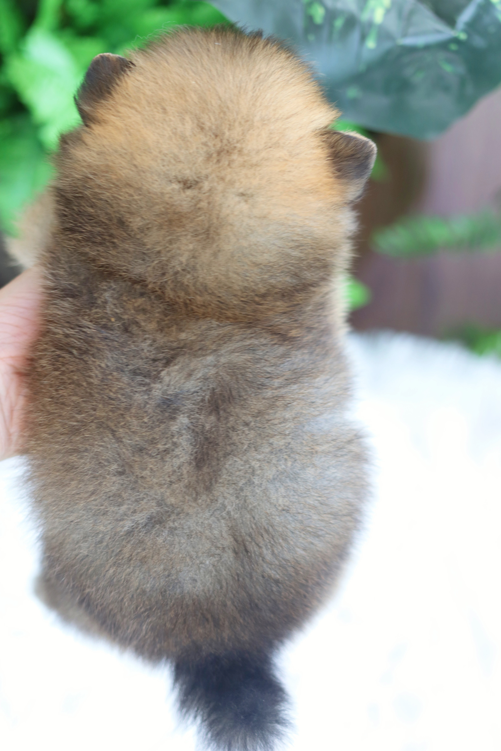 ปอมเมอเรเนียน เพศผู้สีส้ม