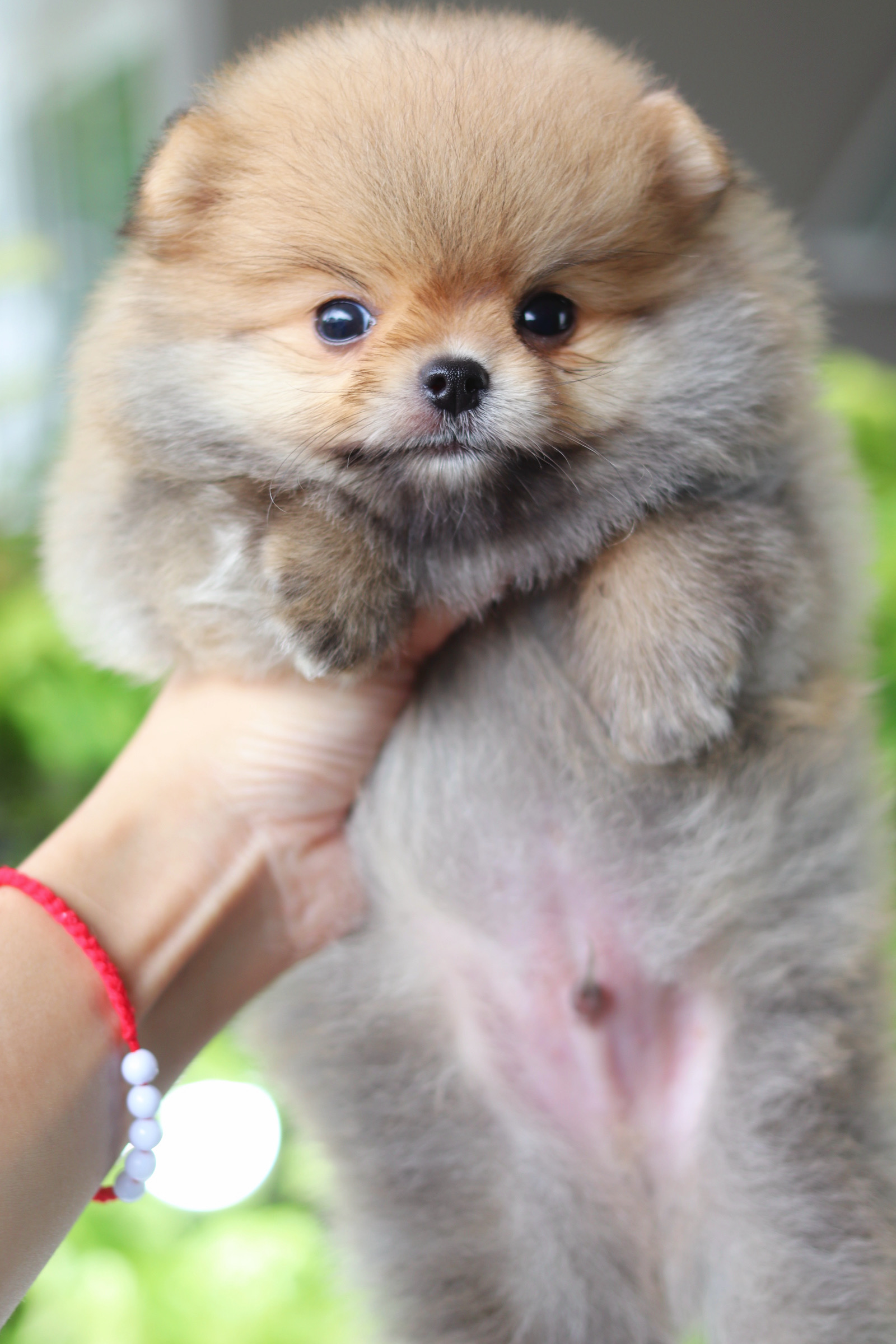 ปอมเมอเรเนียน เพศผู้สีส้ม