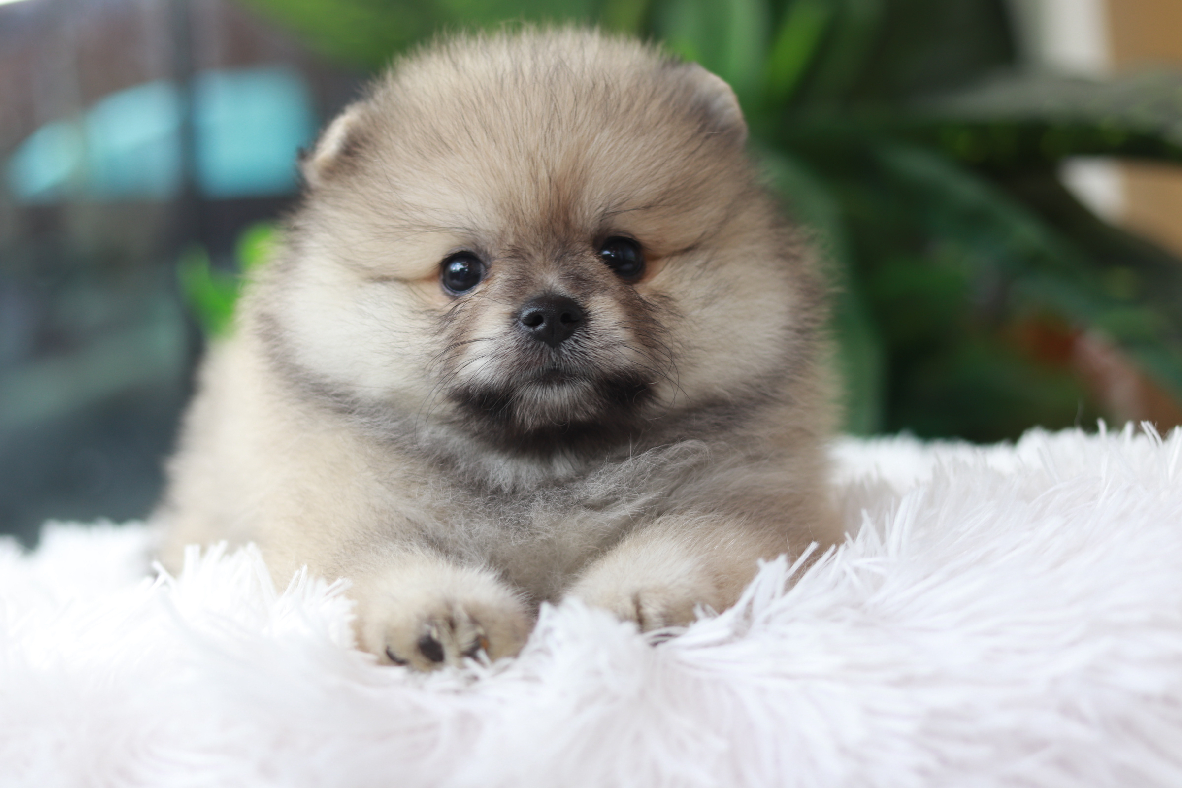 ปอมเมอเรเนียน เพศเมีย สีส้ม