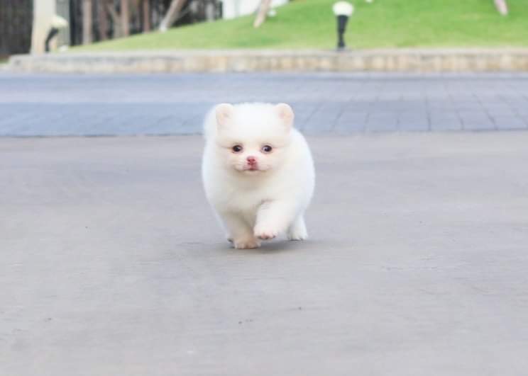 ปอมเมอเรเนียน เพศเมีย สีขาวครีม
