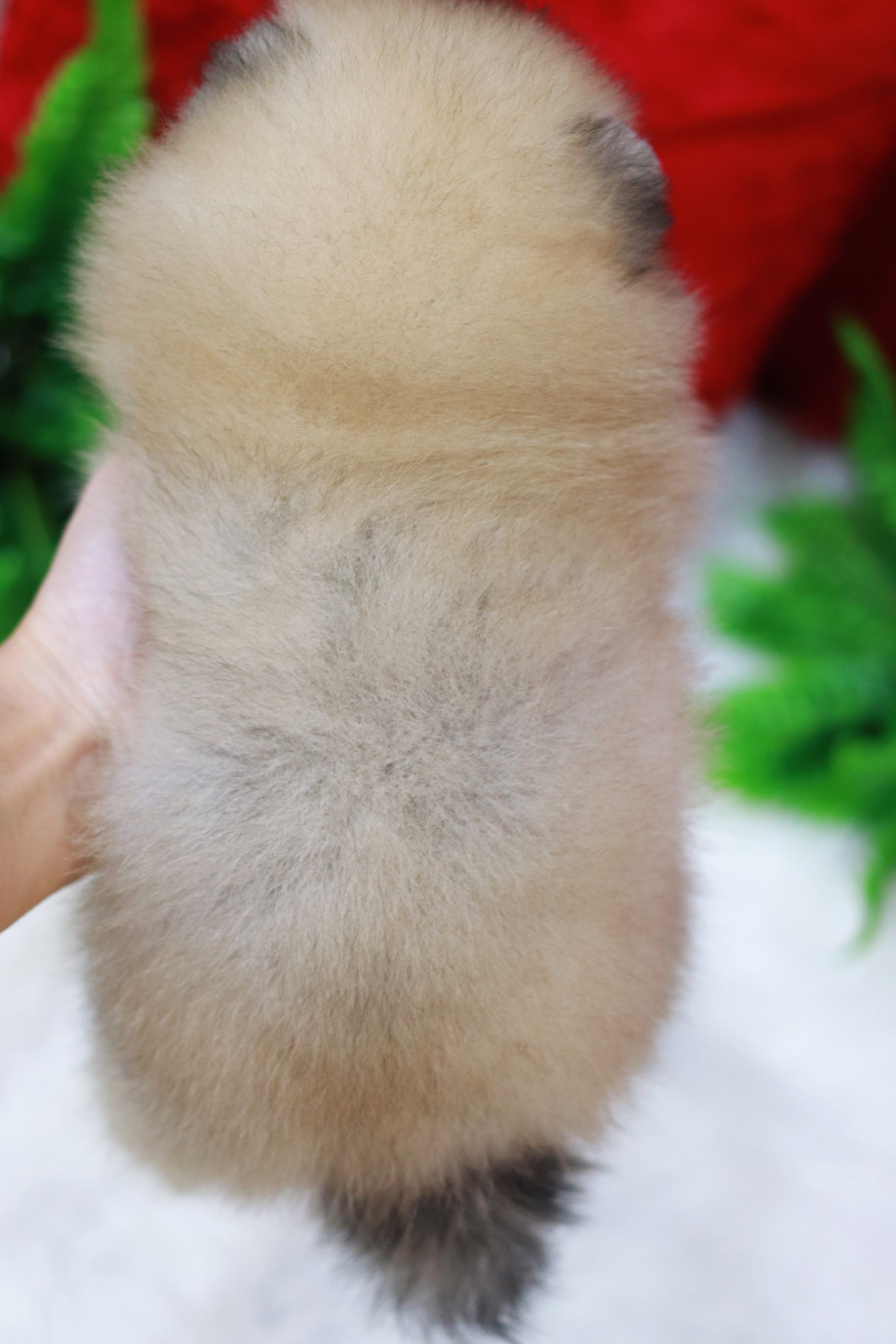 ปอมเมอเรเนียน เพศเมียสีส้มหน้าตุ๊กตา